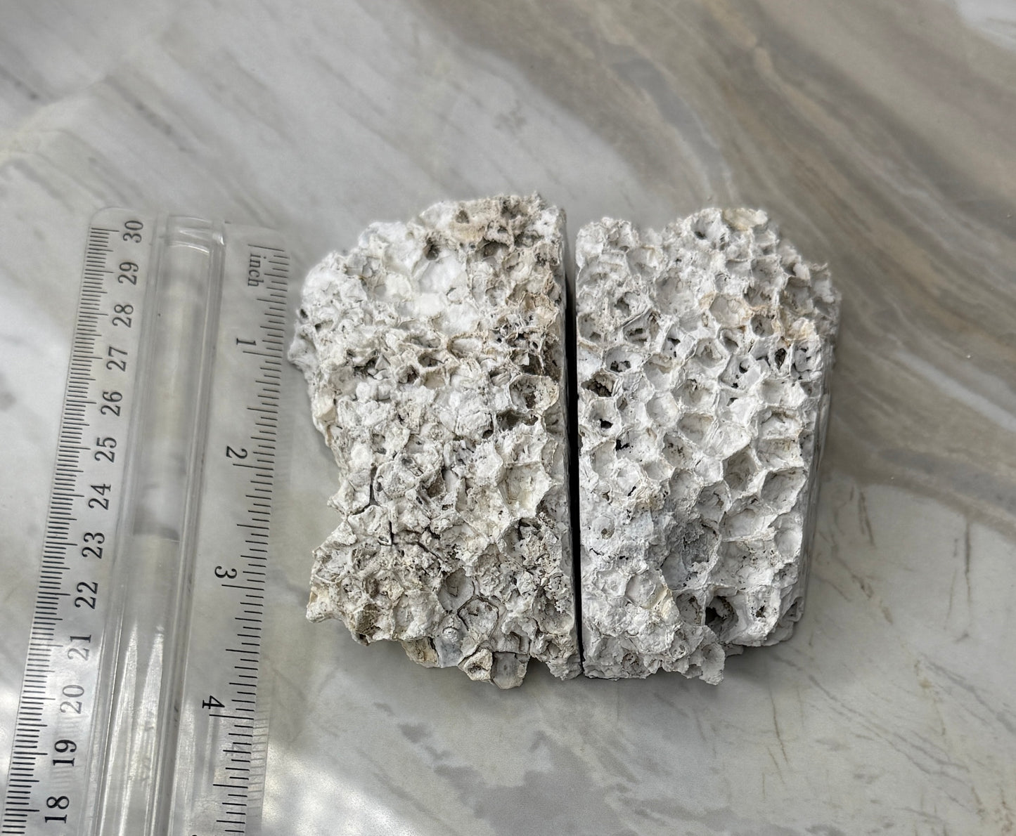 Agatized Coral Pair from Florida