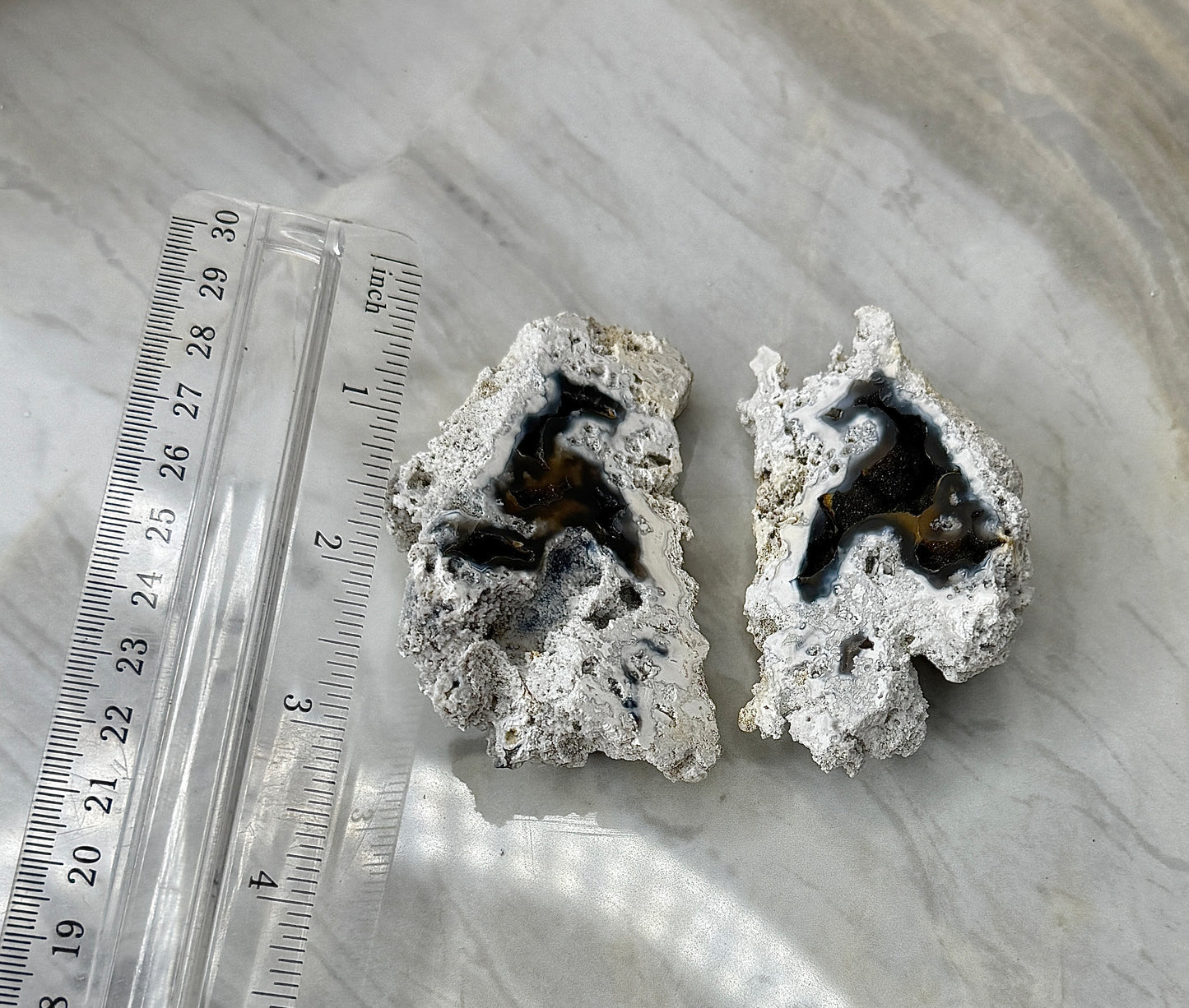 Agatized Coral Pair from Florida