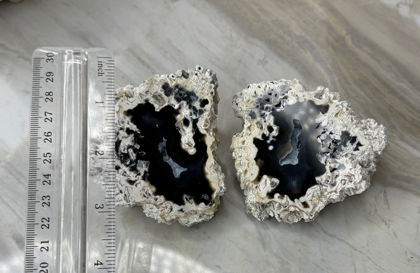 Agatized Coral Pair from Florida