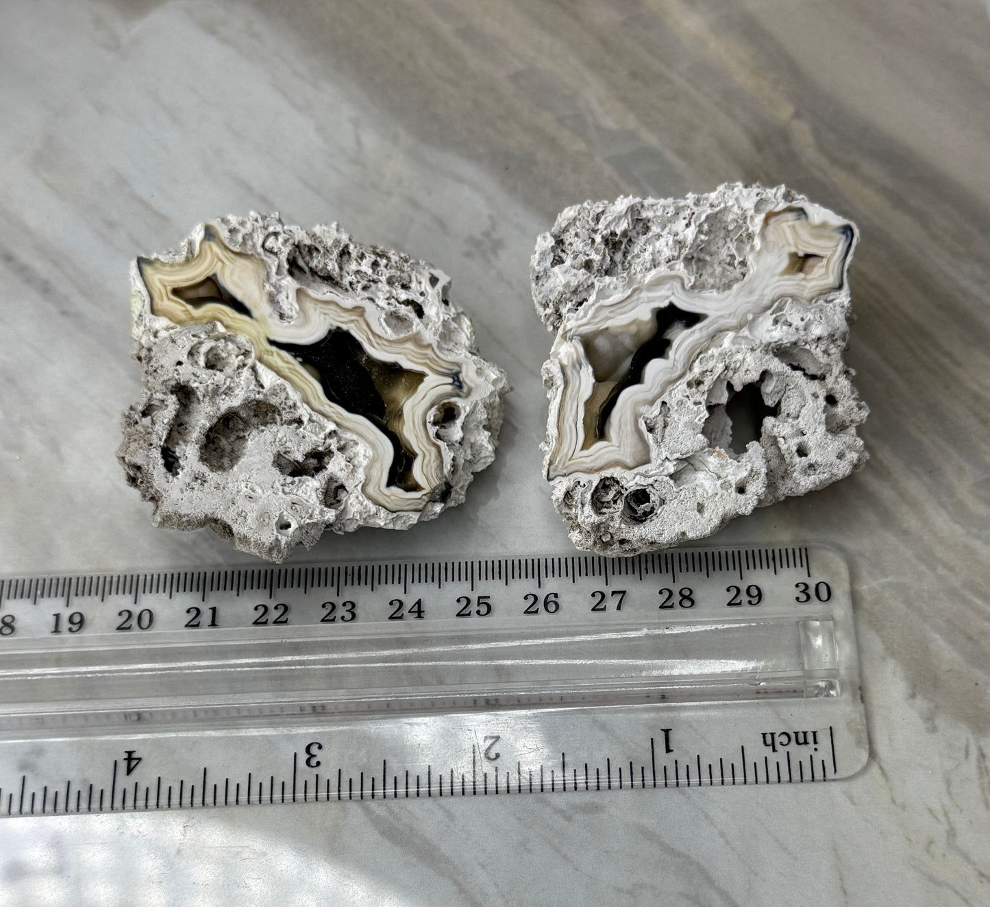 Agatized Coral Pair from Florida