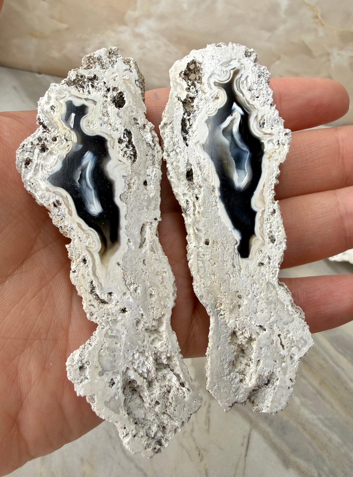 Agatized Coral from Florida