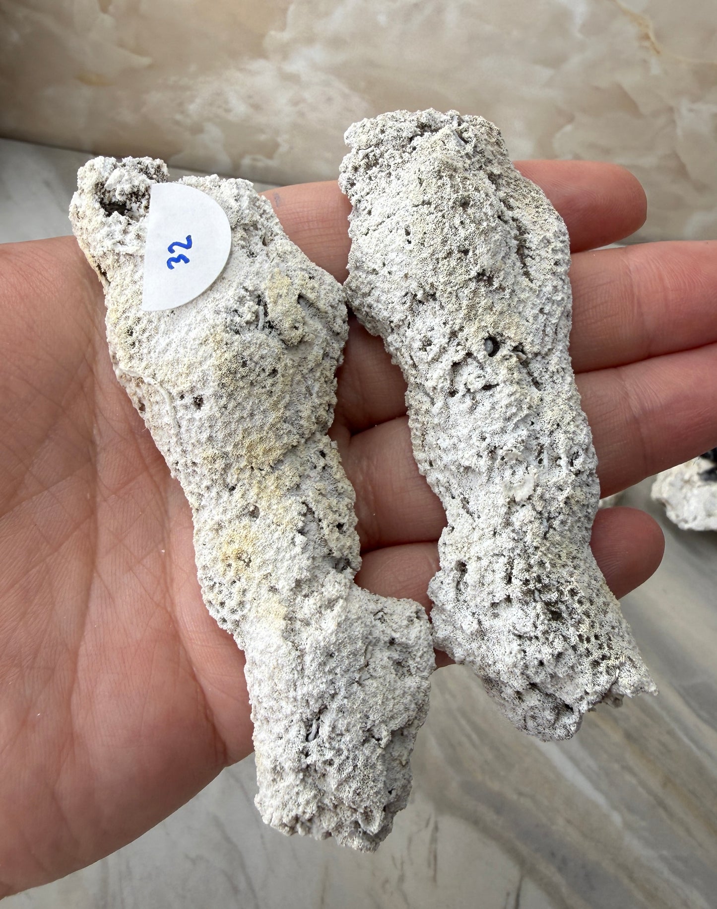 Agatized Coral from Florida