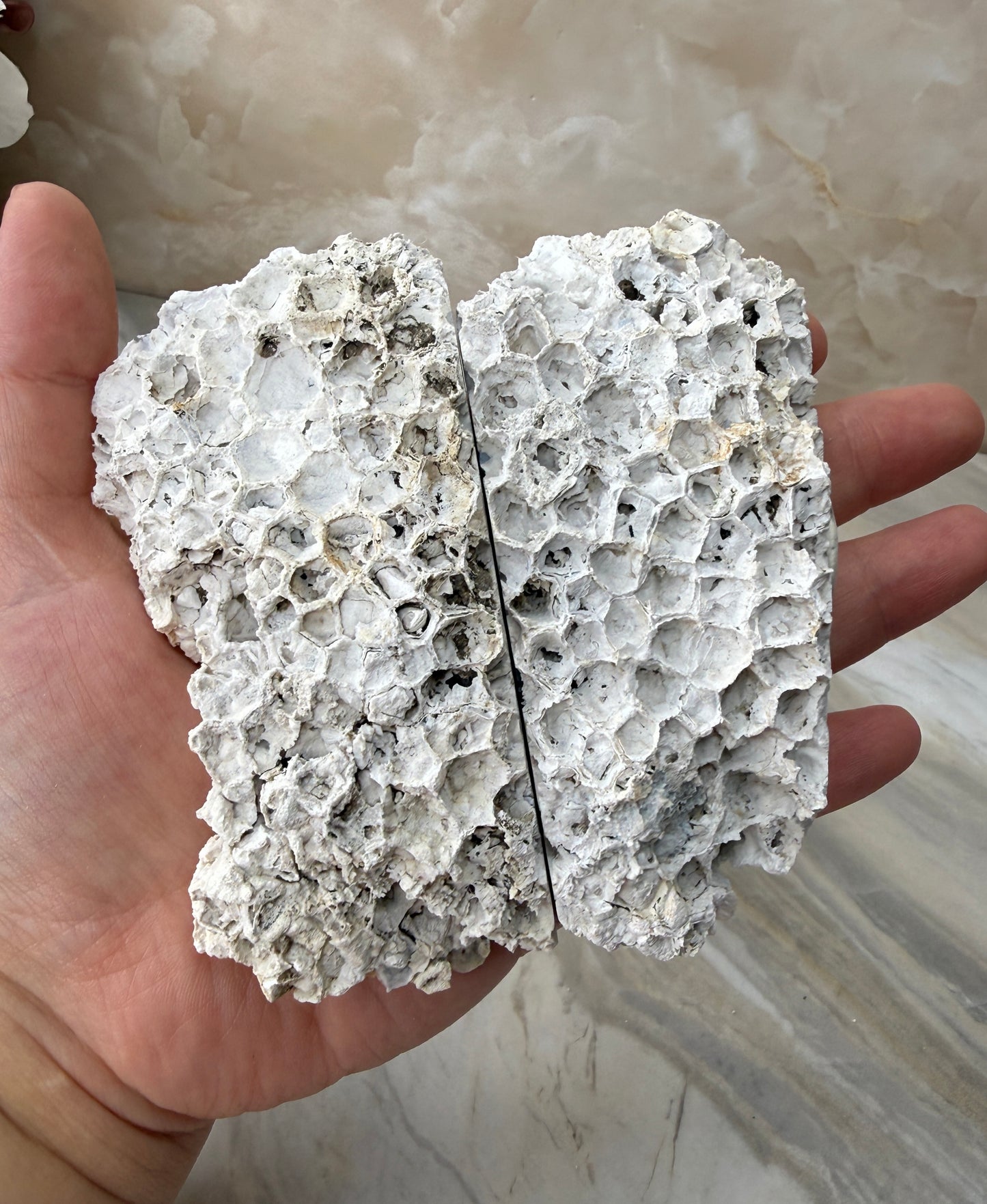Agatized Coral Pair from Florida