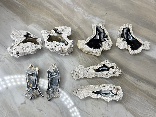 Agatized Coral from Florida