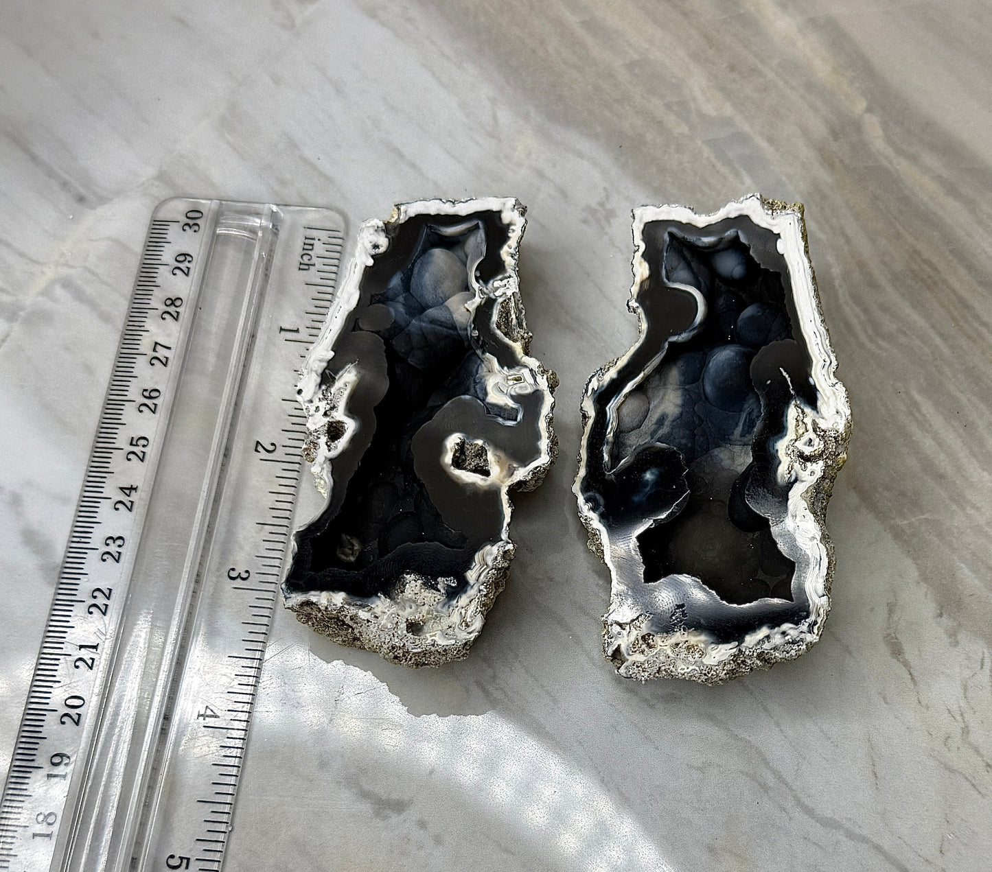 Agatized Coral Pair from Florida