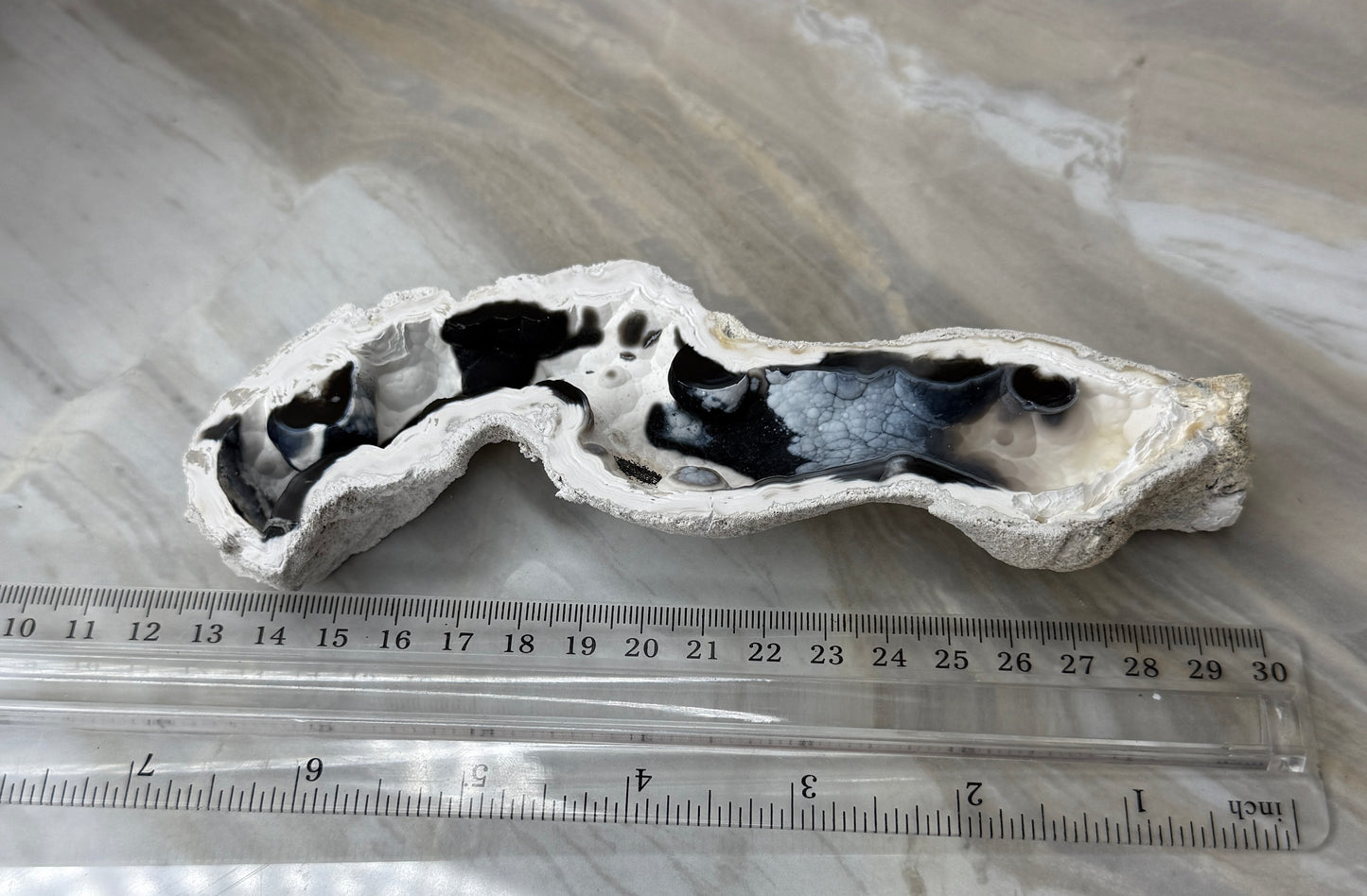 Agatized Coral from Florida