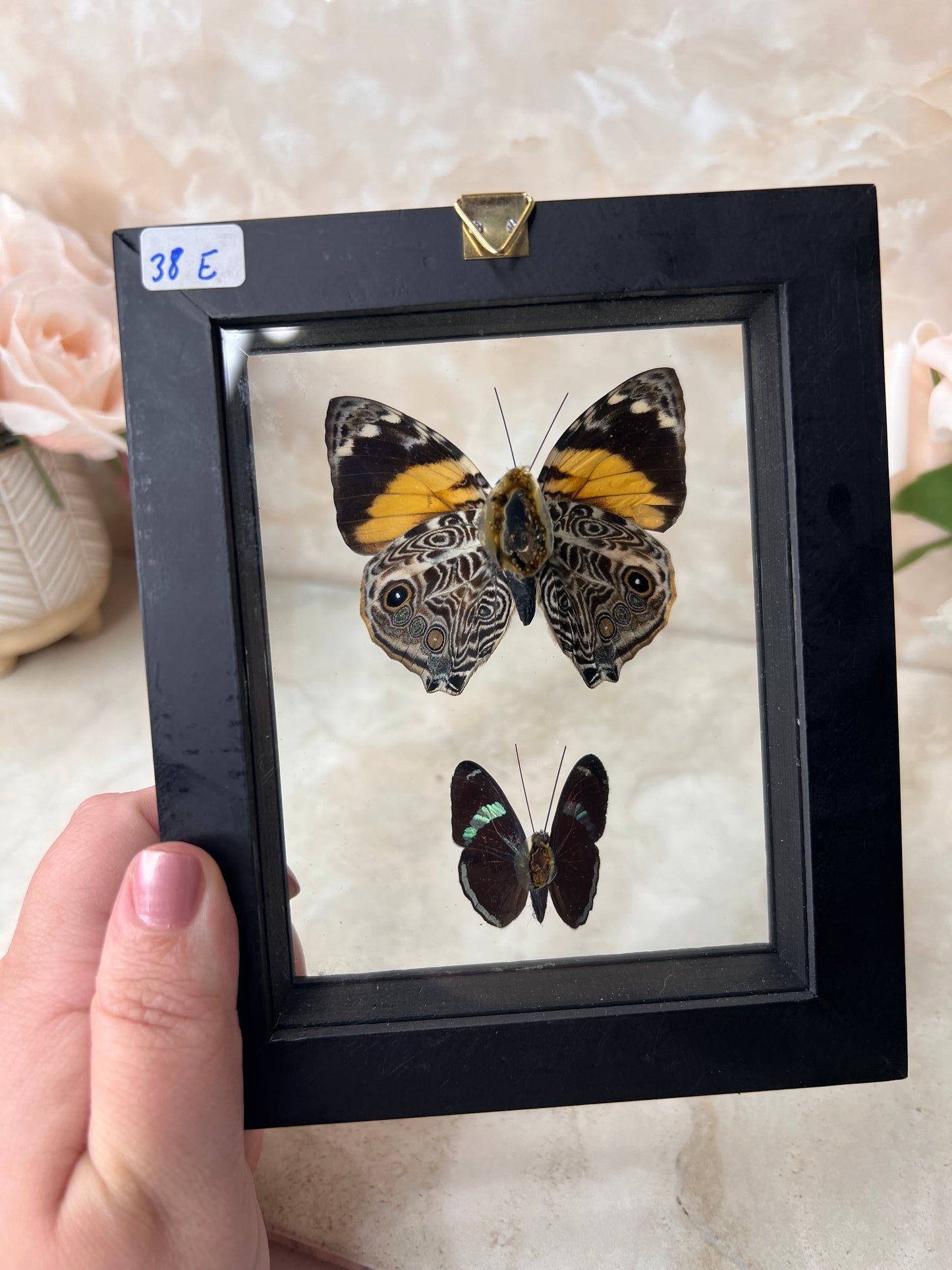 Preserved Butterflies from Peru