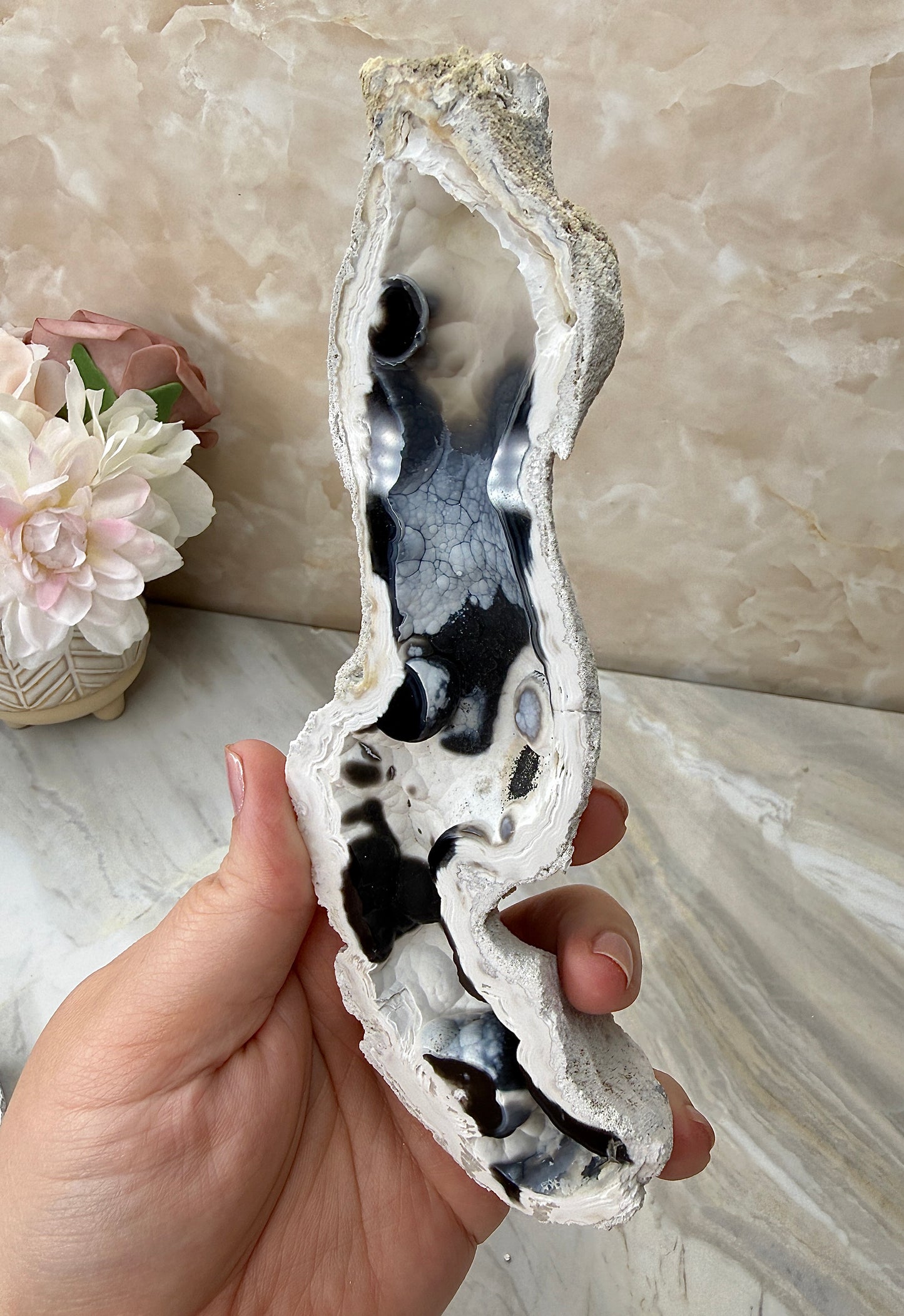 Agatized Coral from Florida