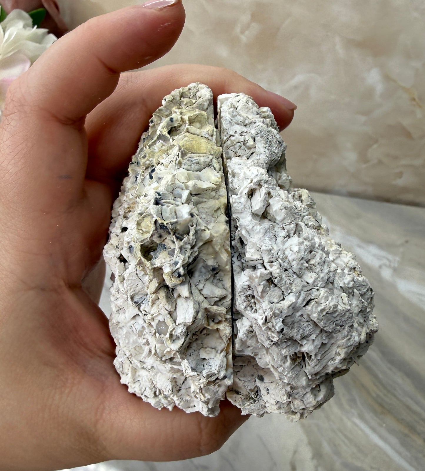 Agatized Coral Pair from Florida