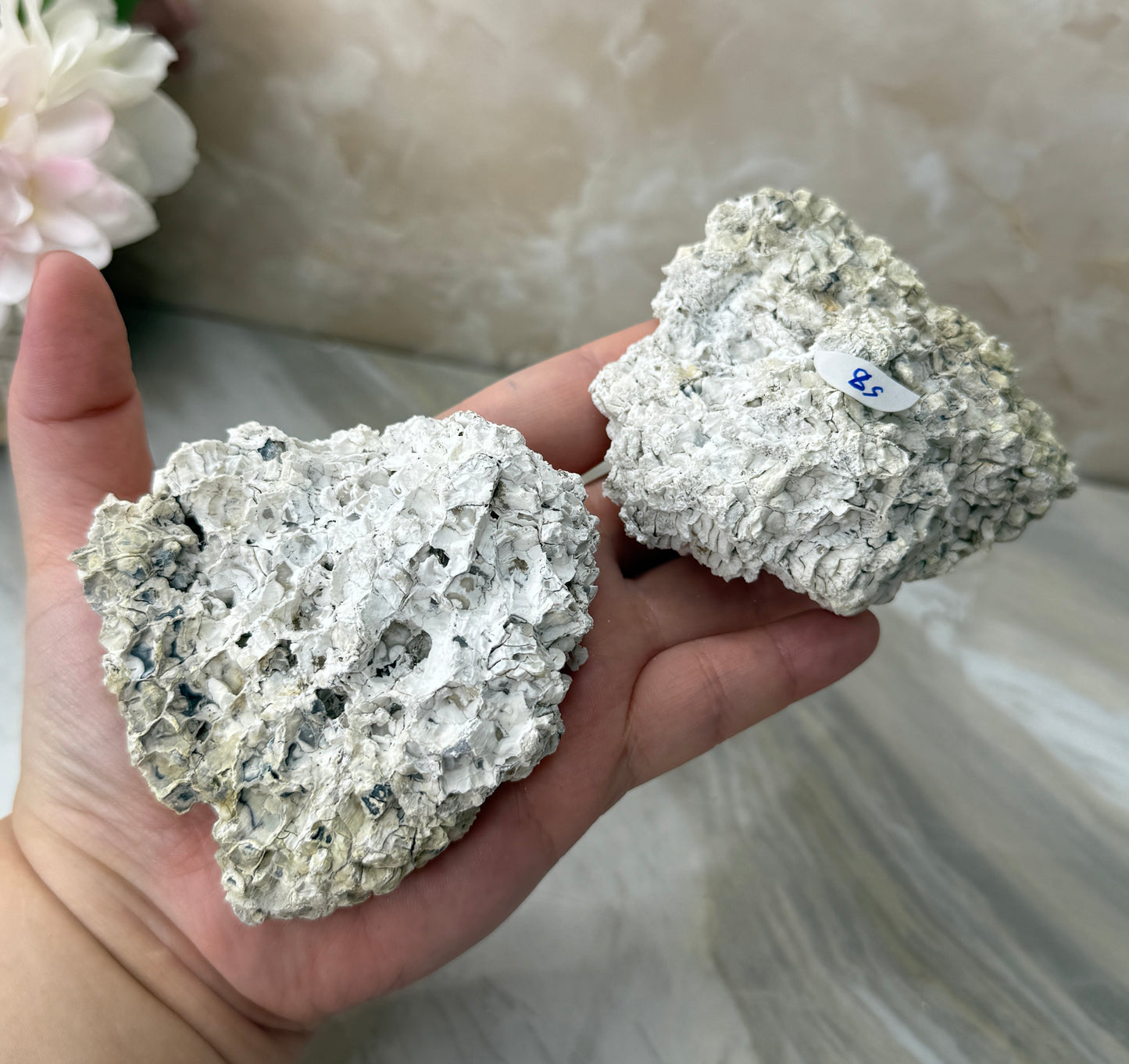 Agatized Coral Pair from Florida