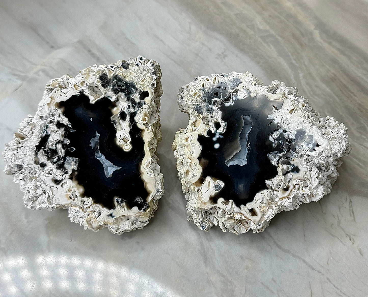 Agatized Coral Pair from Florida