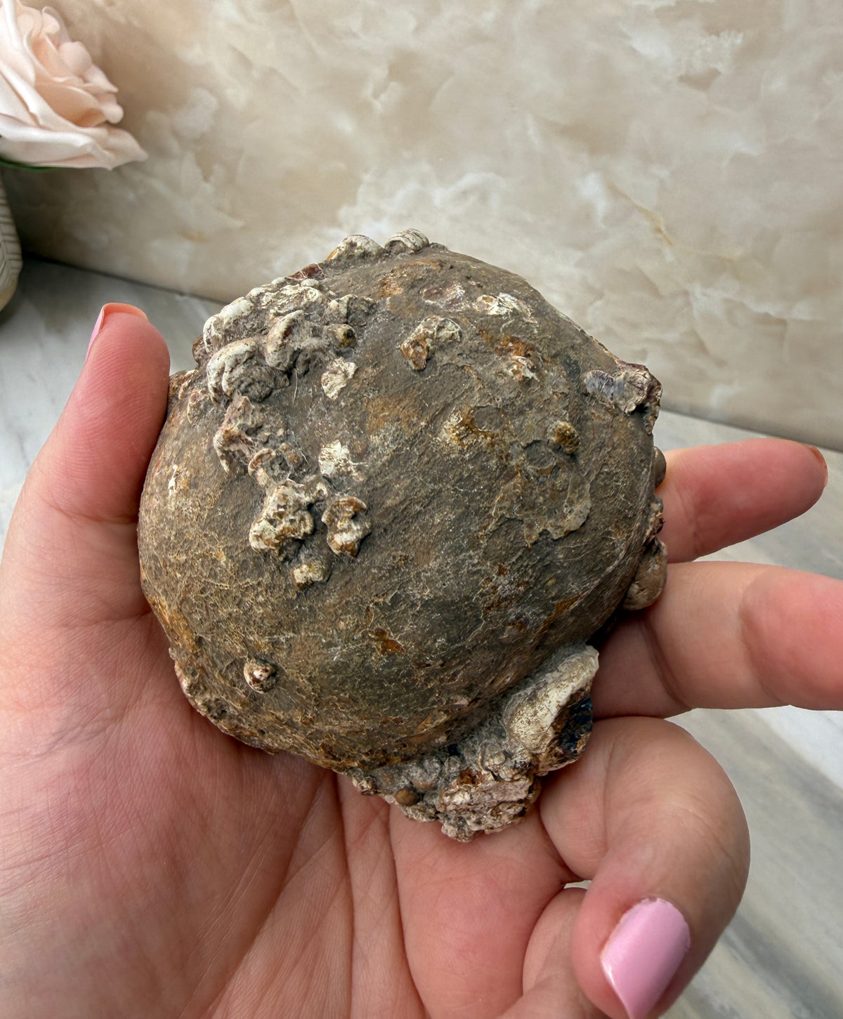 Thunder Agate Egg Pair from Mexico