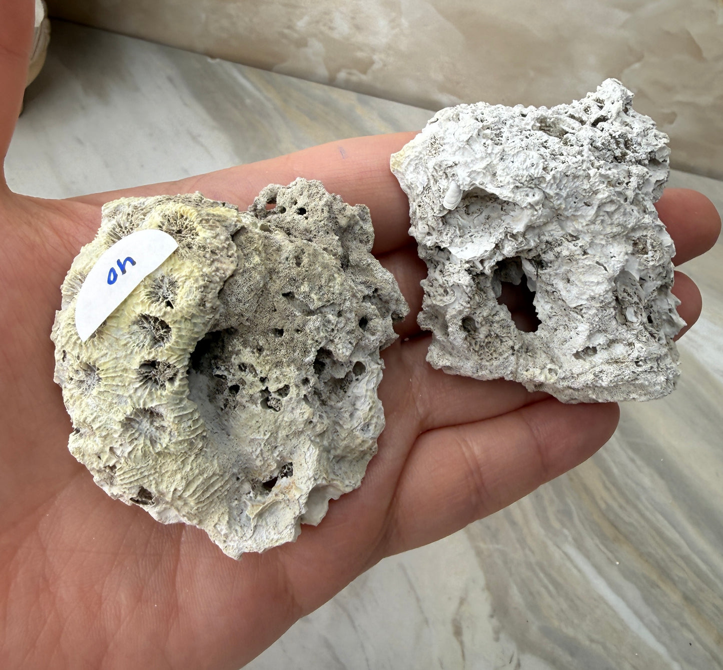 Agatized Coral Pair from Florida