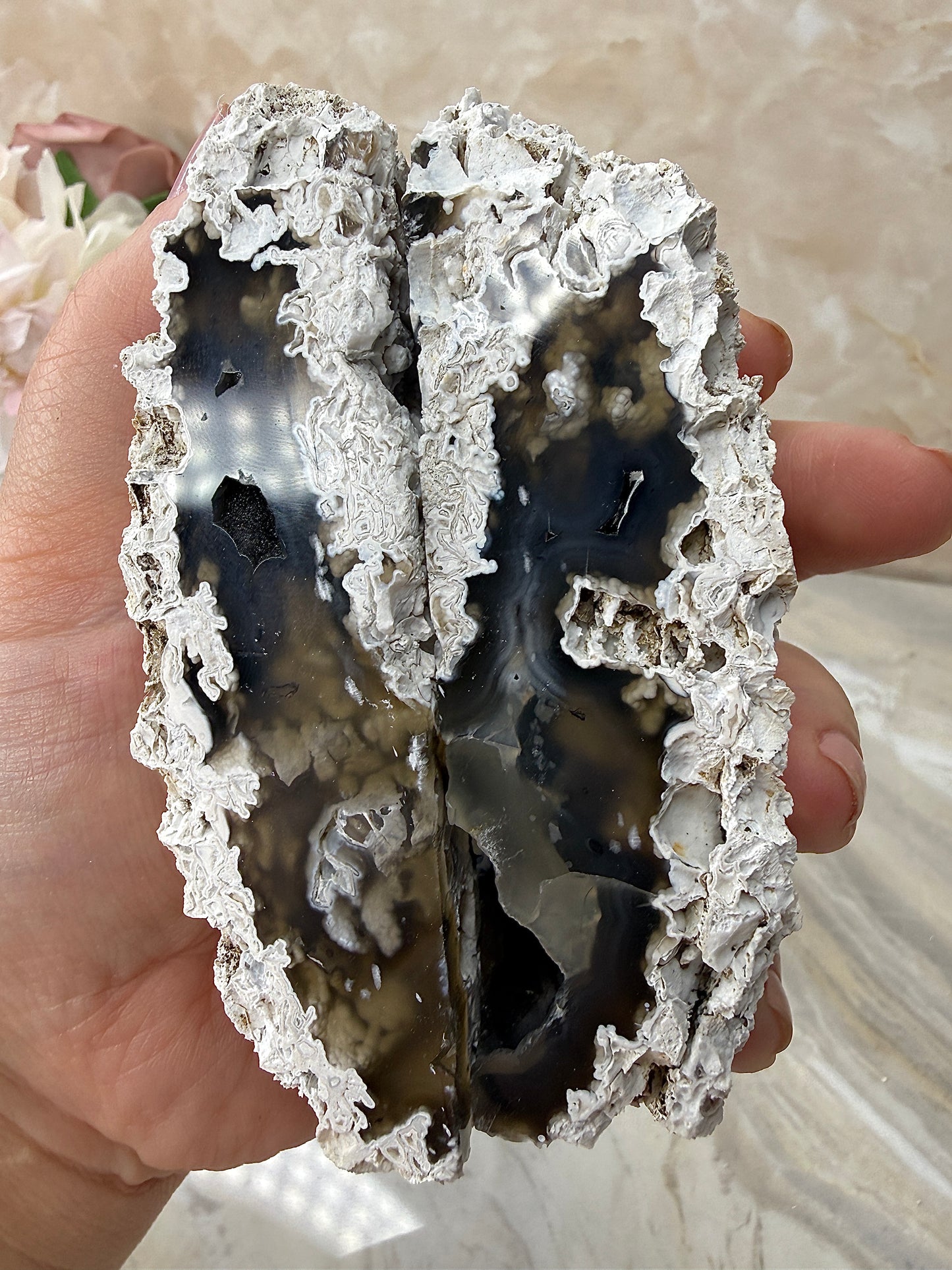 Agatized Coral Pair from Florida