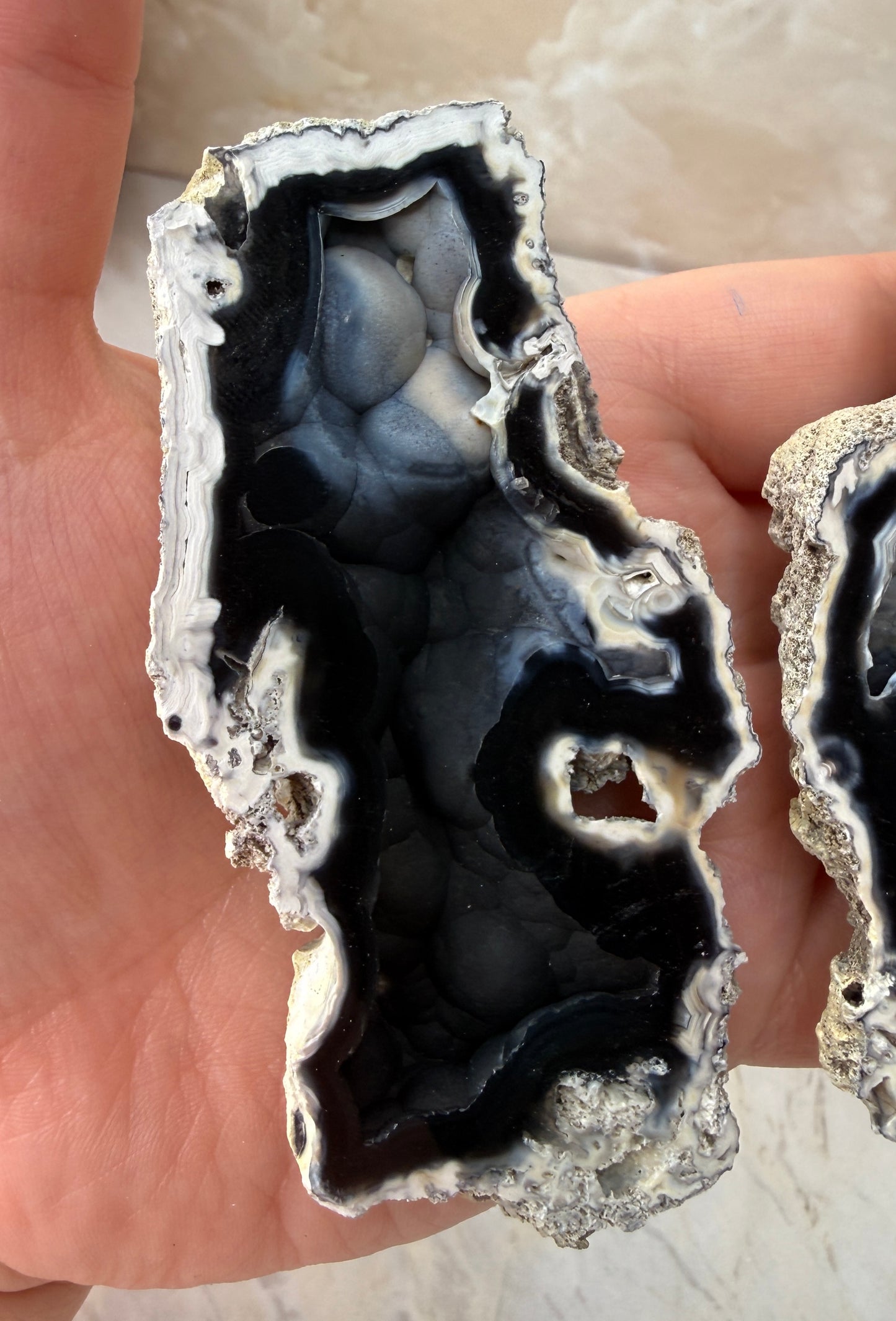 Agatized Coral Pair from Florida