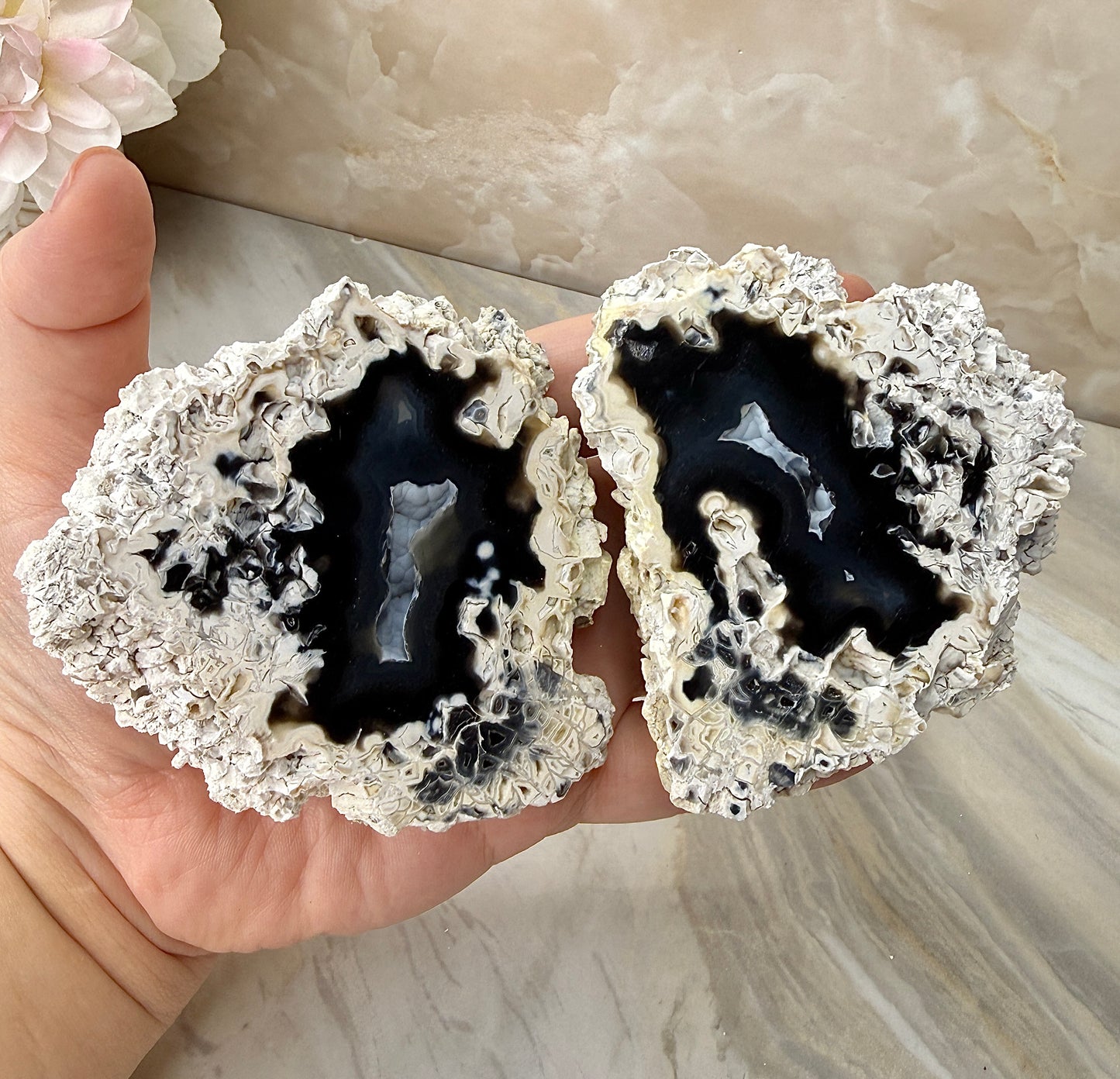 Agatized Coral Pair from Florida