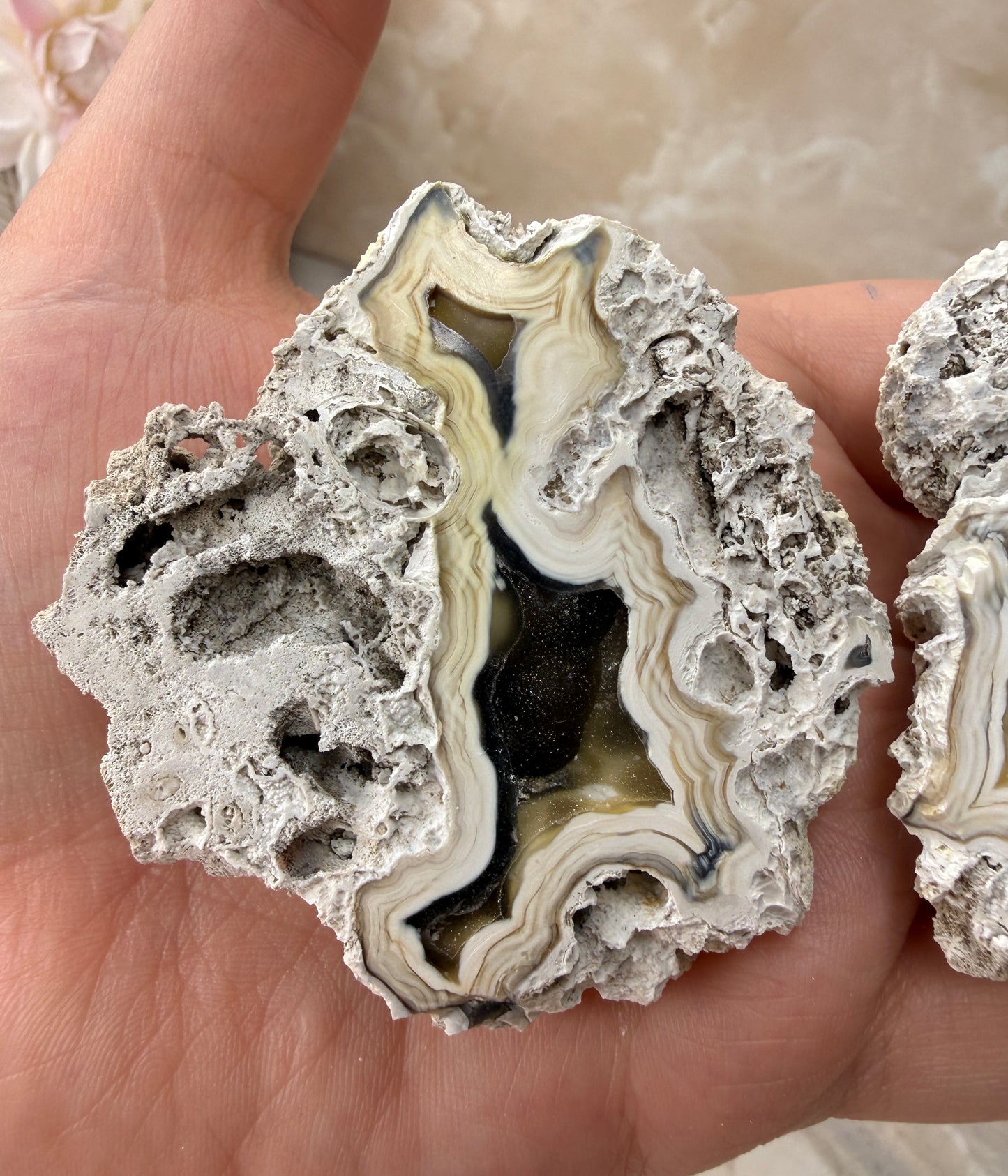 Agatized Coral Pair from Florida