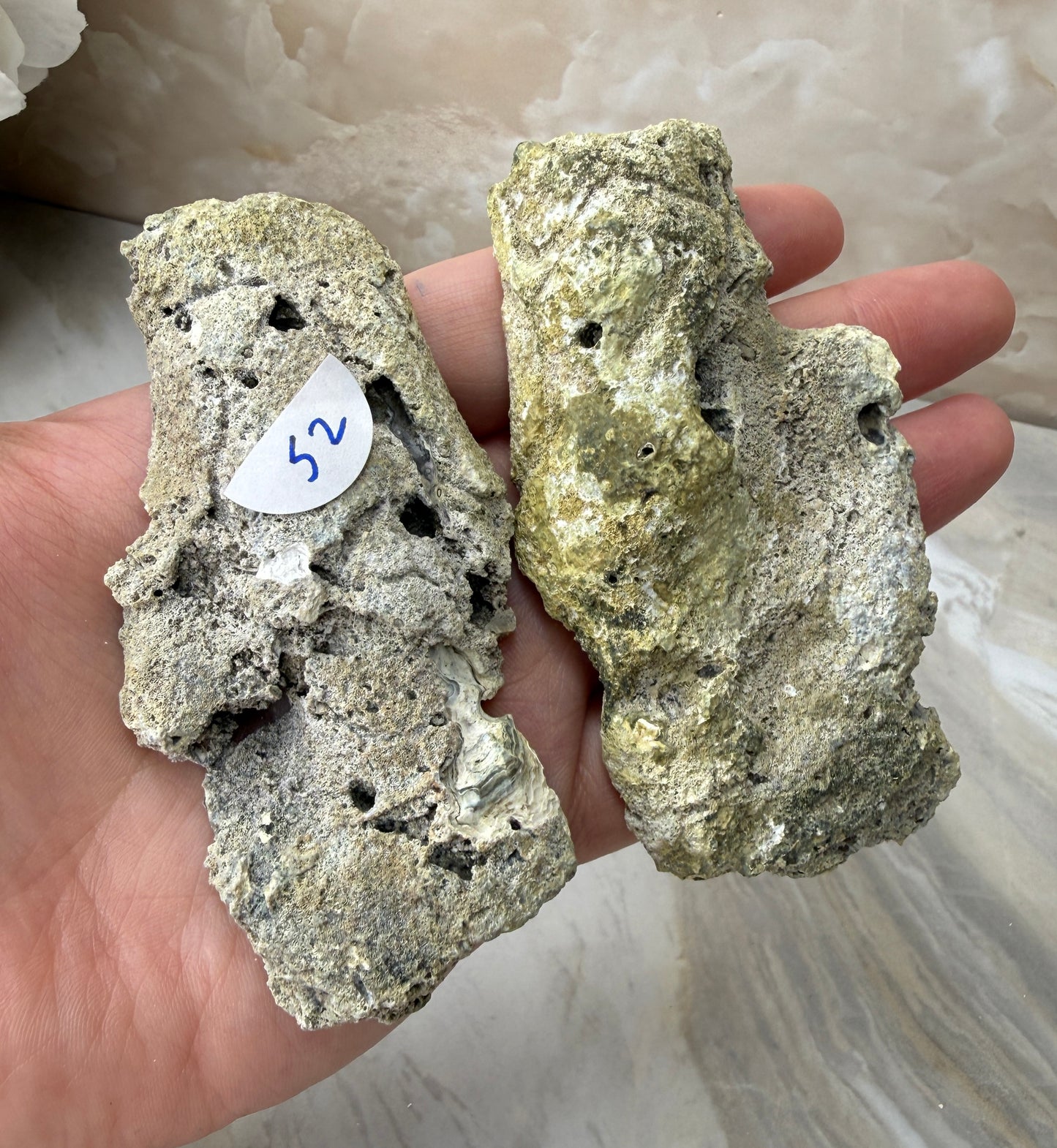 Agatized Coral Pair from Florida