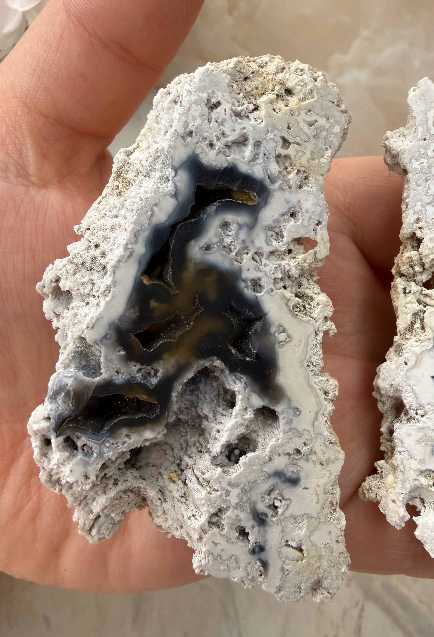 Agatized Coral Pair from Florida