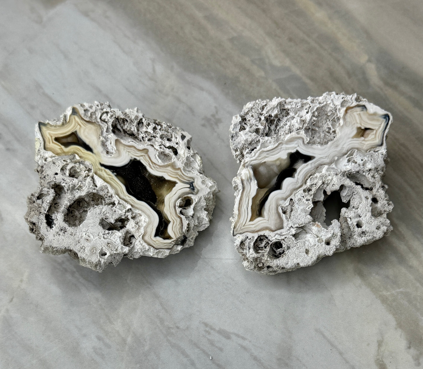 Agatized Coral Pair from Florida