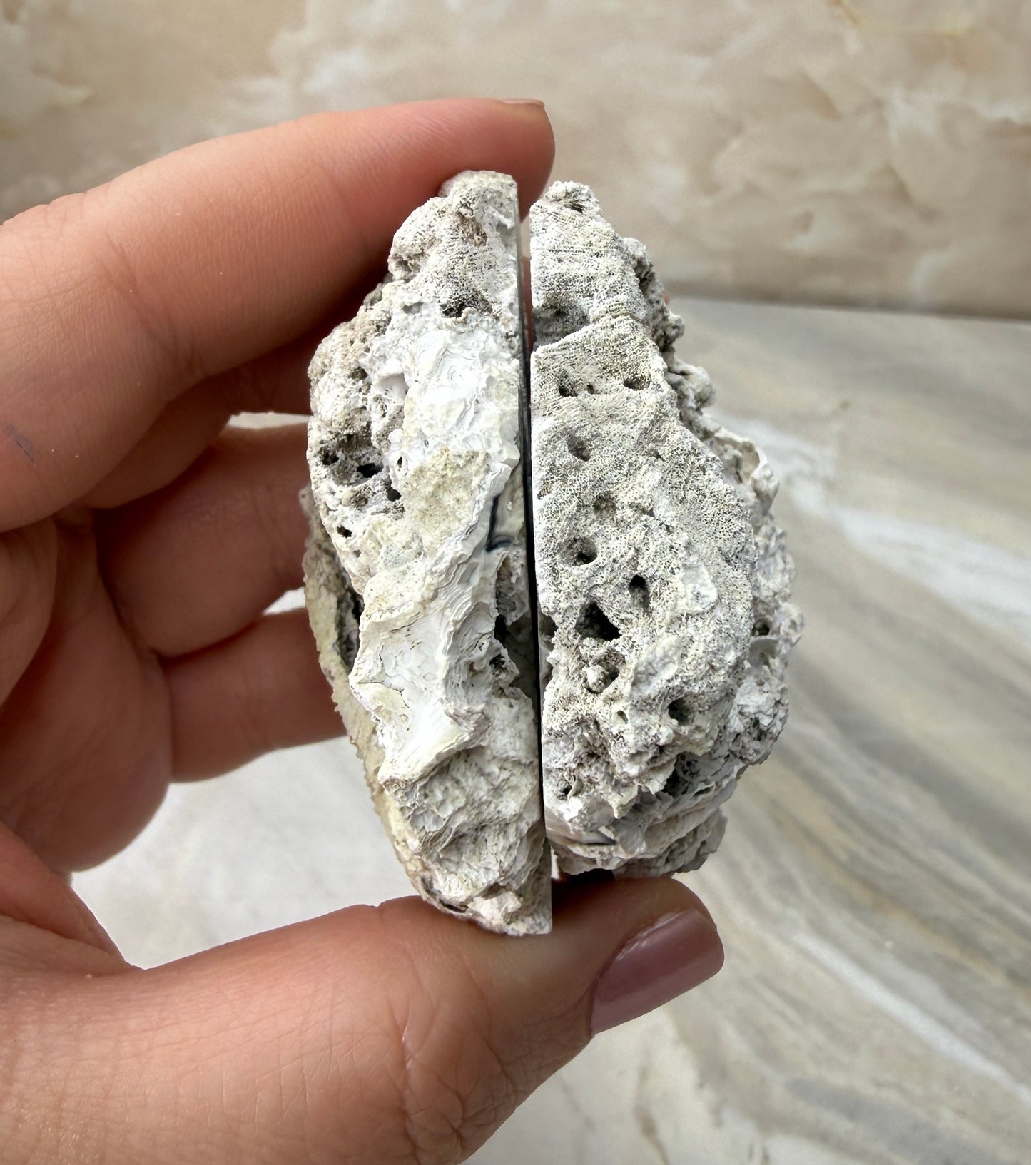 Agatized Coral Pair from Florida