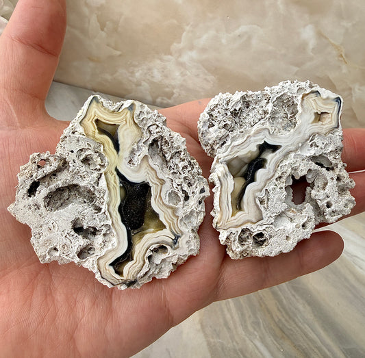 Agatized Coral Pair from Florida