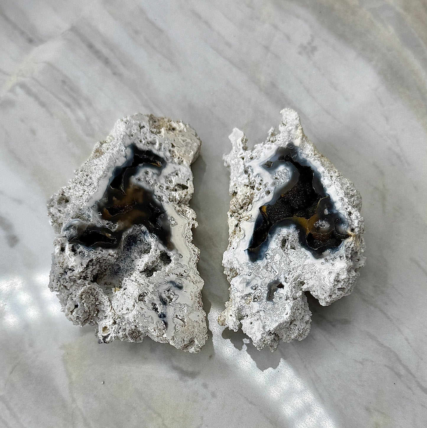 Agatized Coral Pair from Florida