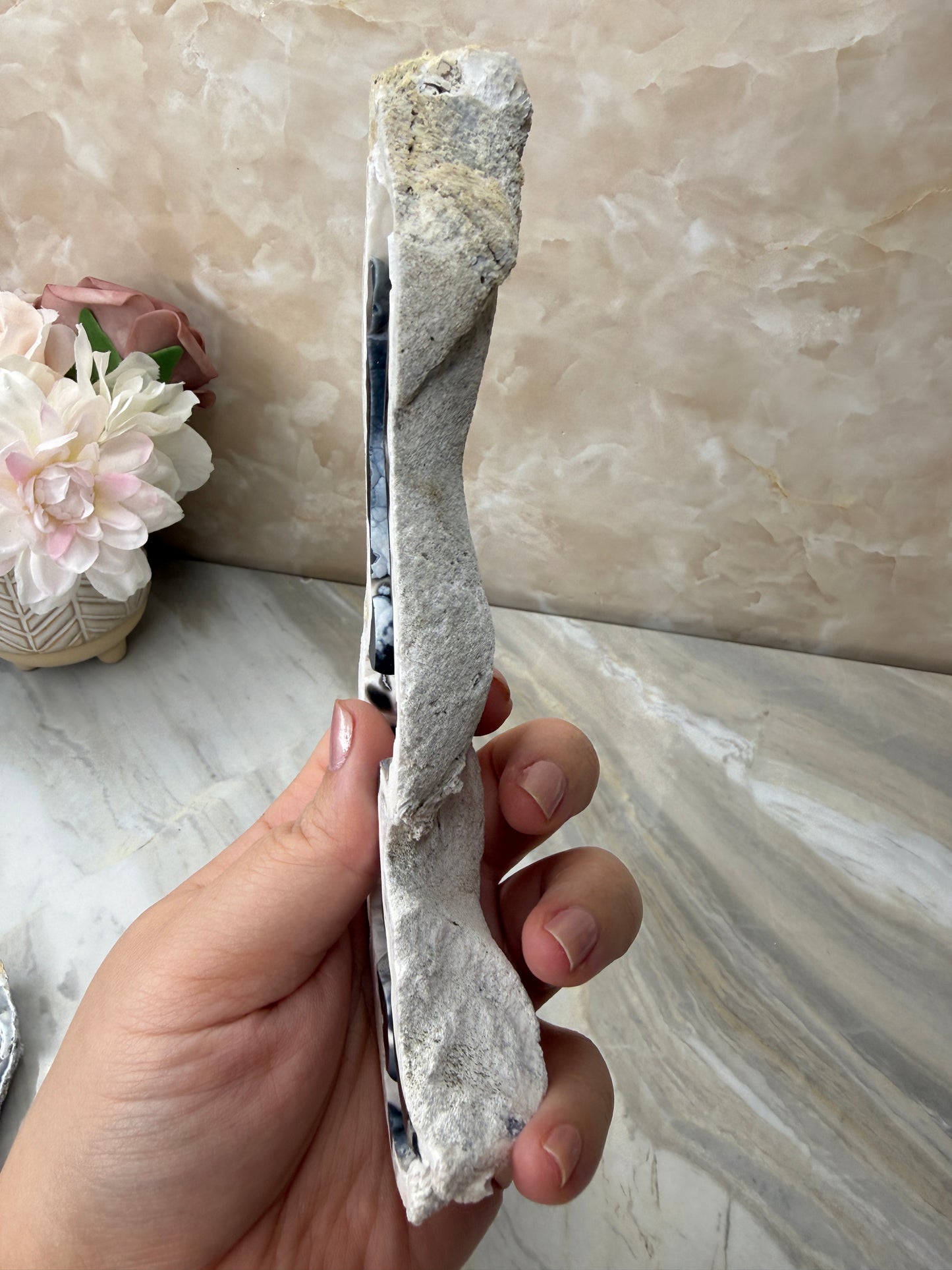 Agatized Coral from Florida