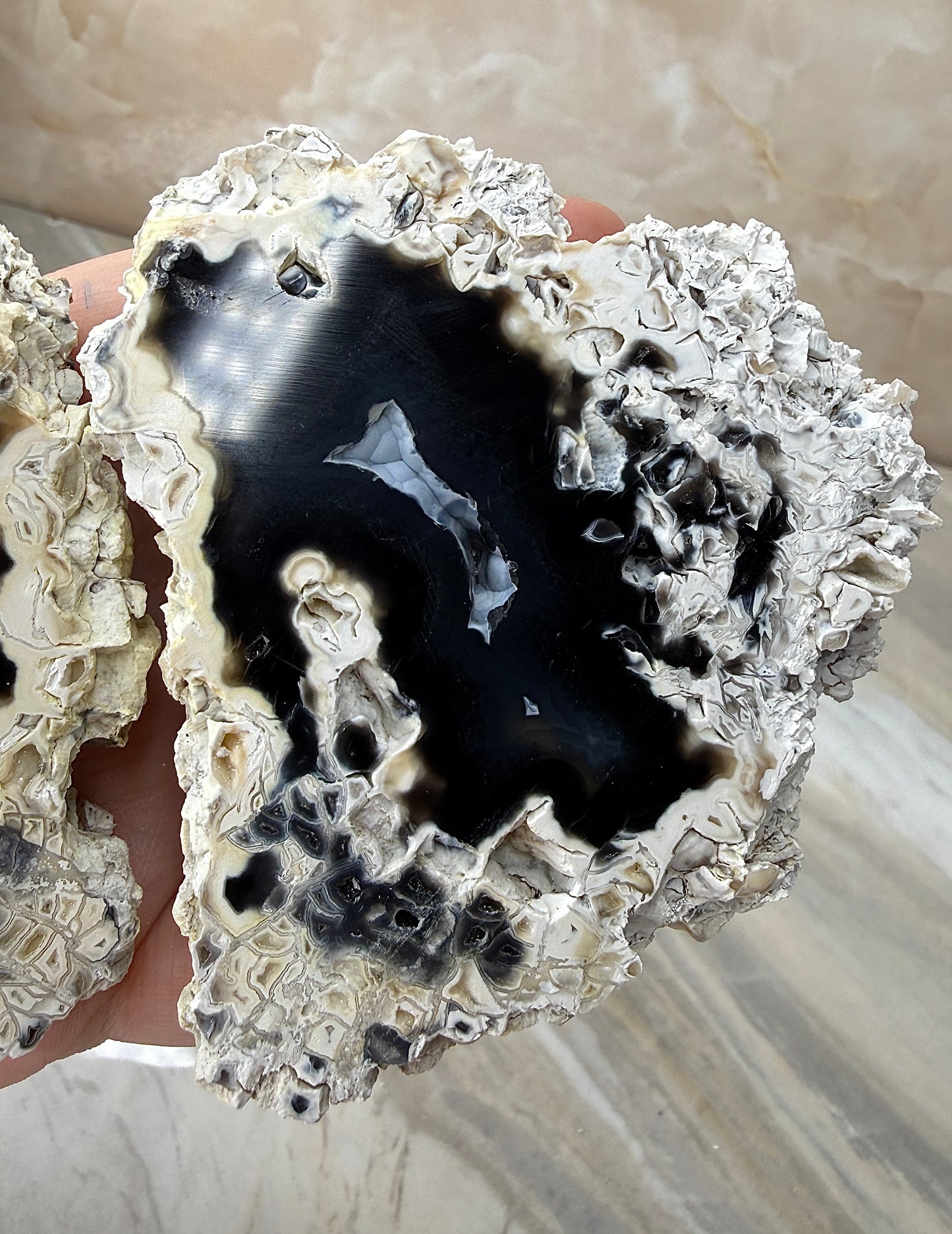 Agatized Coral Pair from Florida