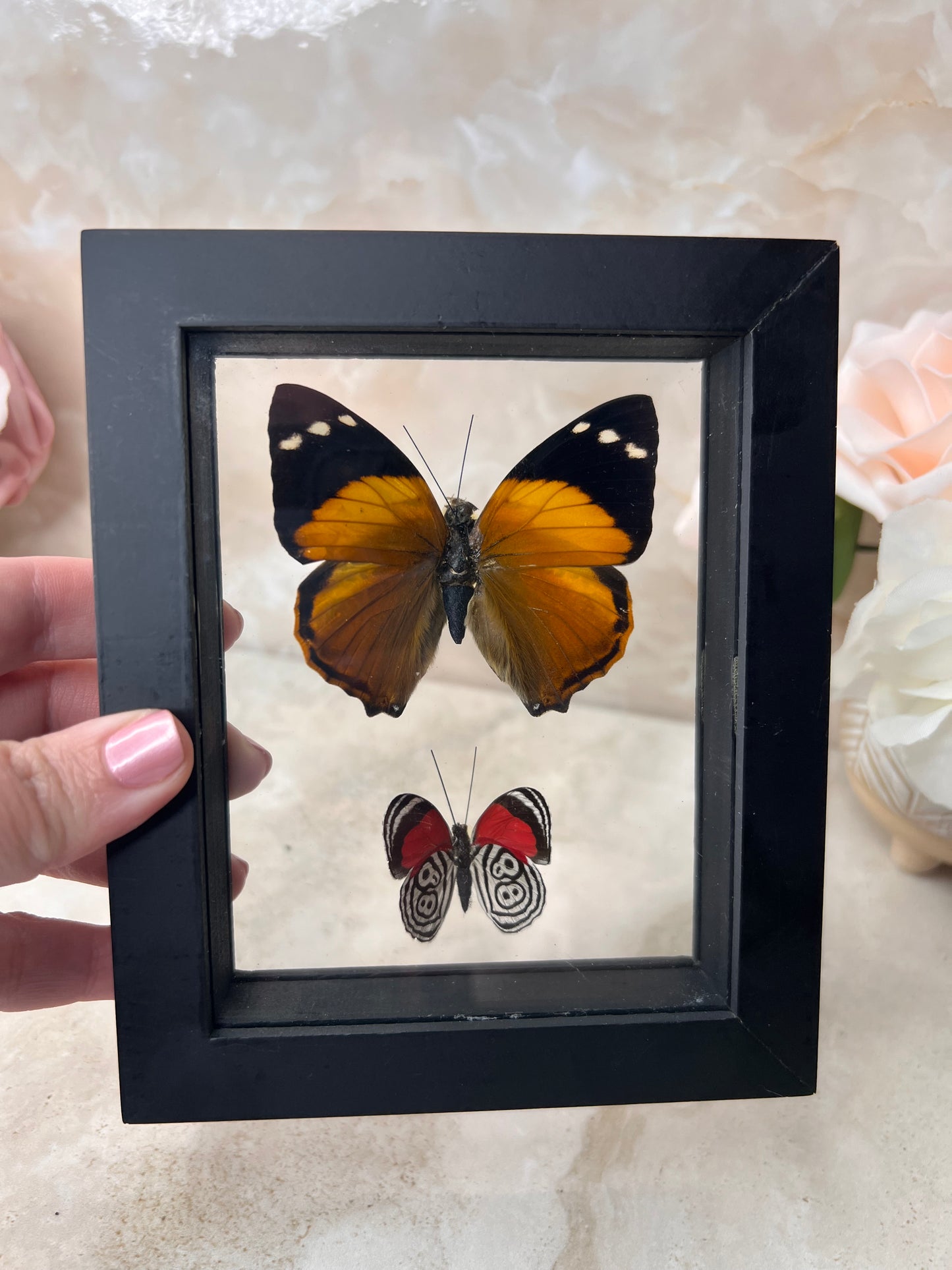 Preserved Butterflies from Peru