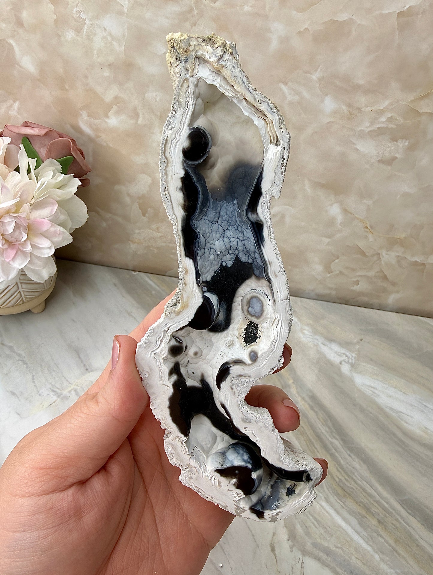 Agatized Coral from Florida