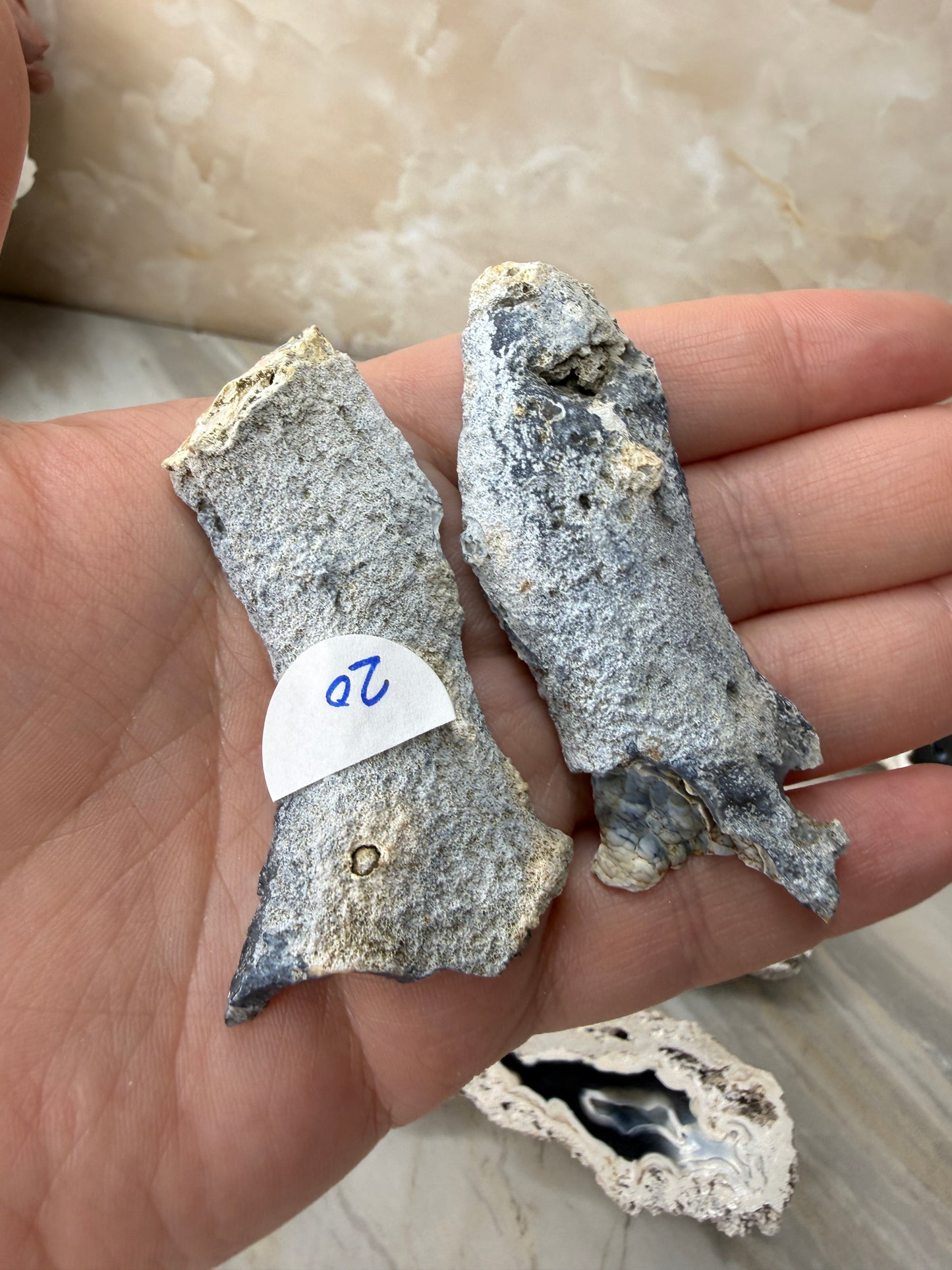 Agatized Coral from Florida