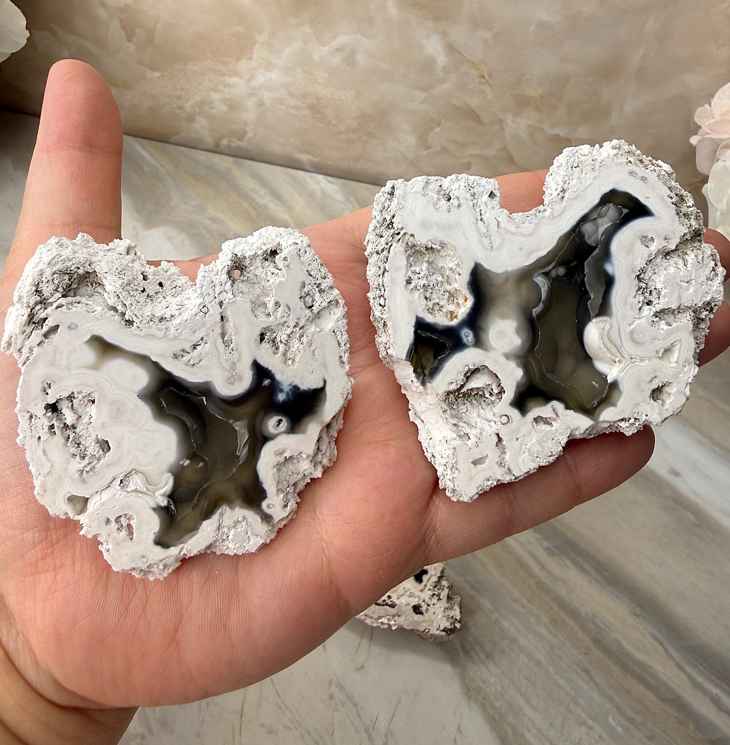 Agatized Coral from Florida