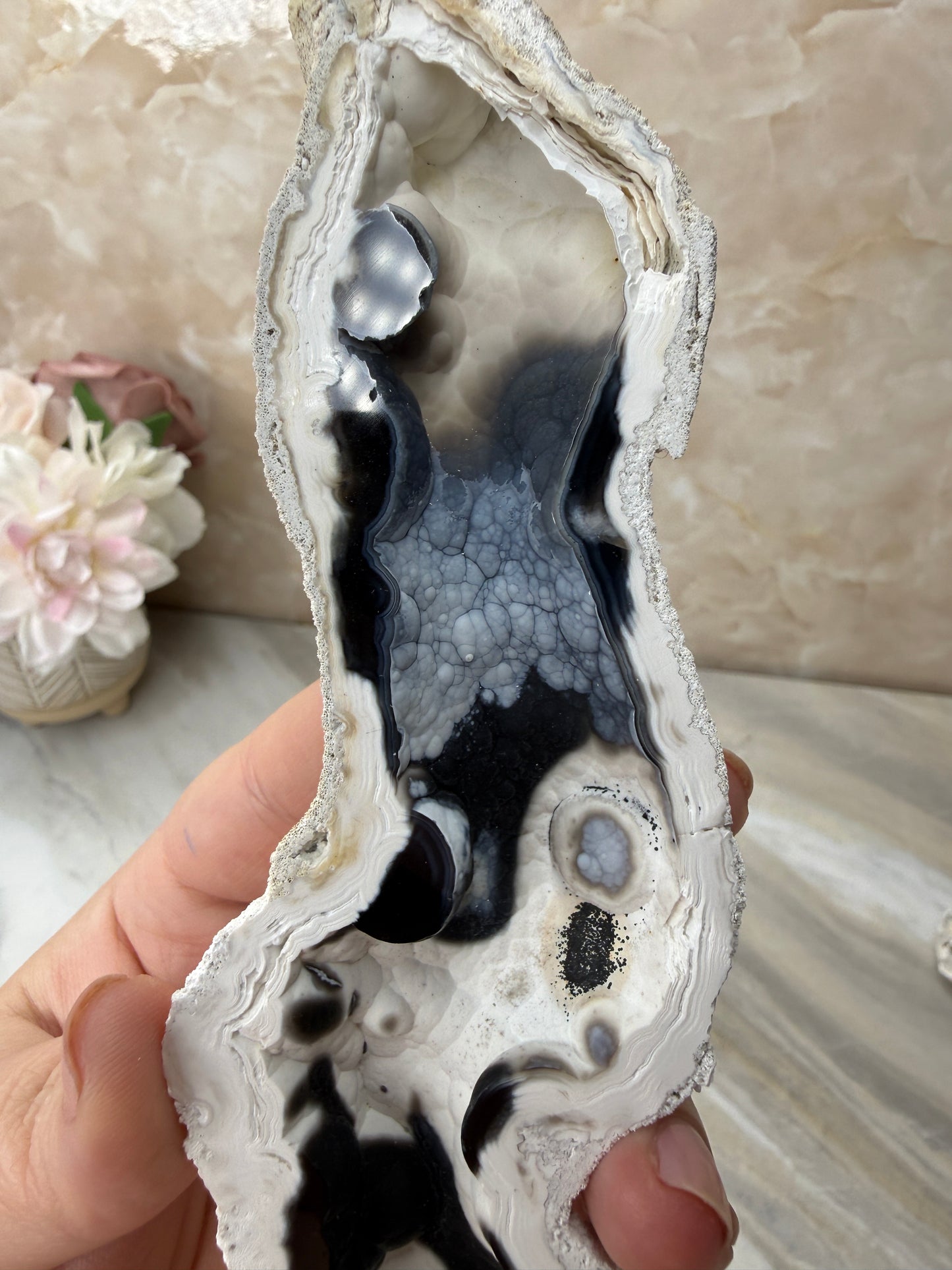 Agatized Coral from Florida