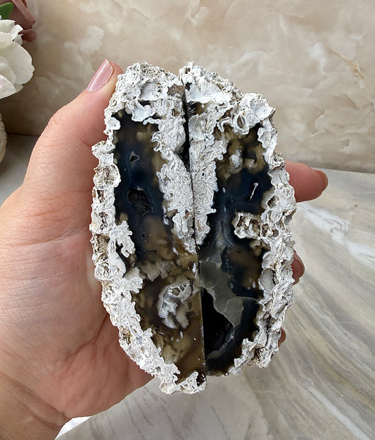 Agatized Coral Pair from Florida