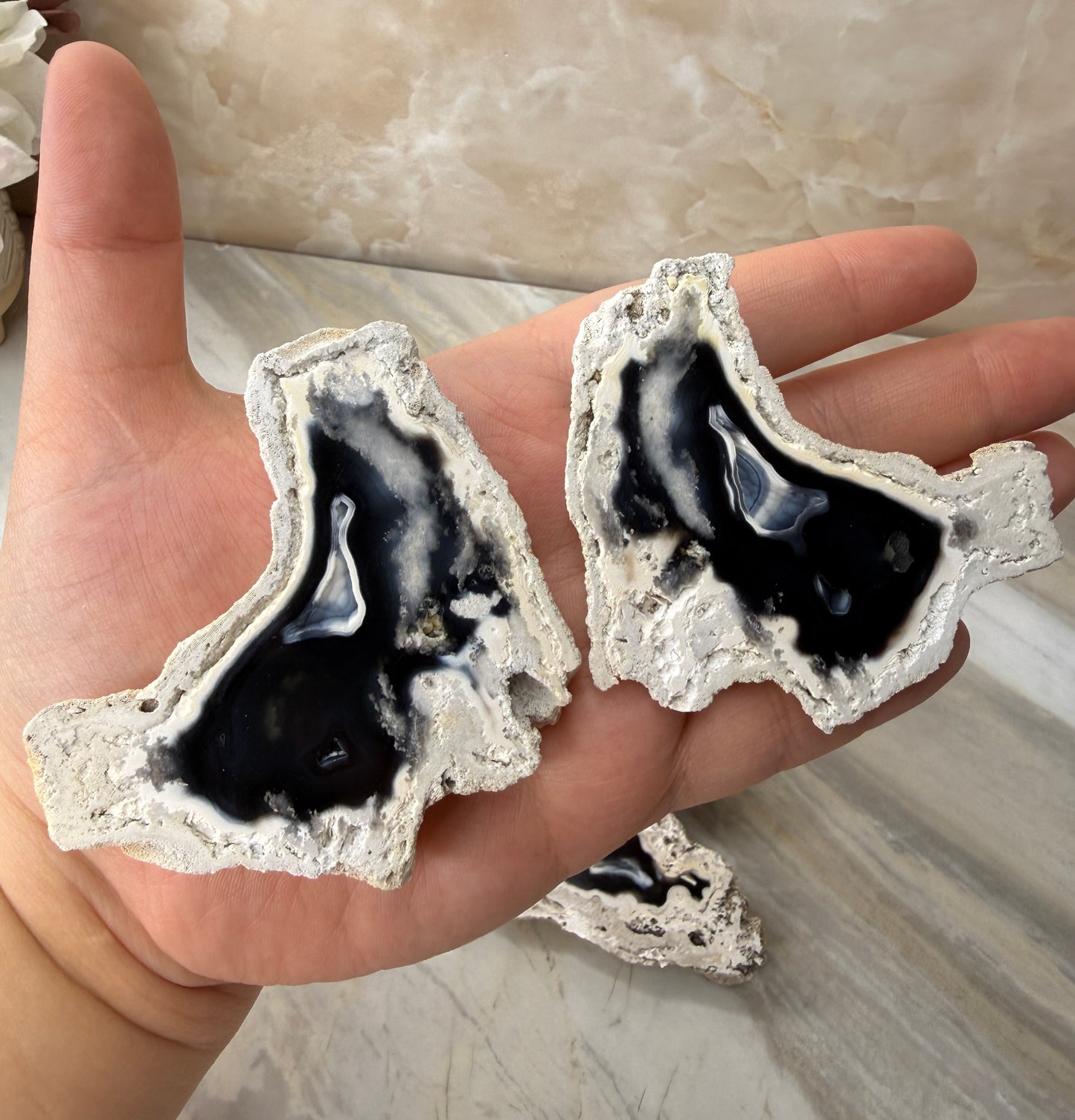 Agatized Coral from Florida