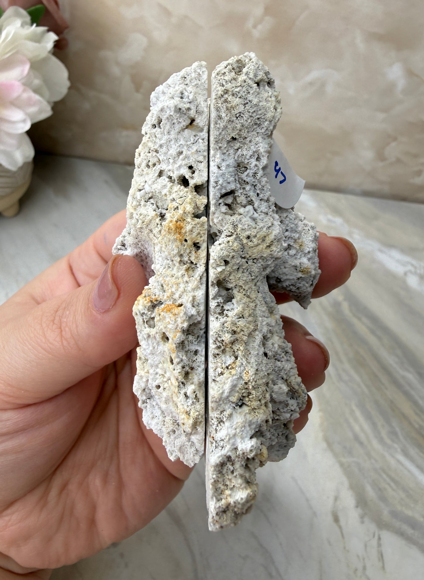 Agatized Coral Pair from Florida