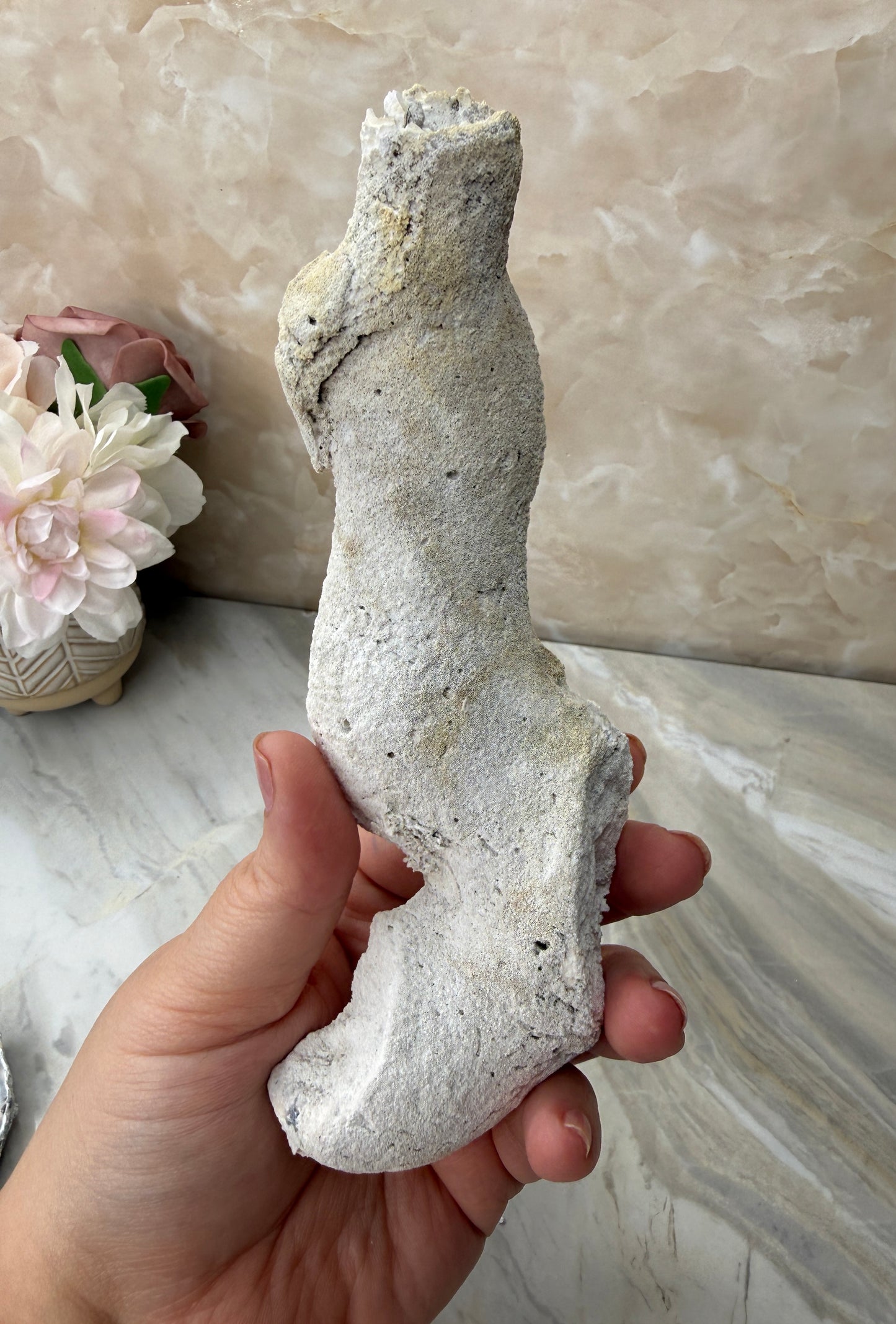 Agatized Coral from Florida