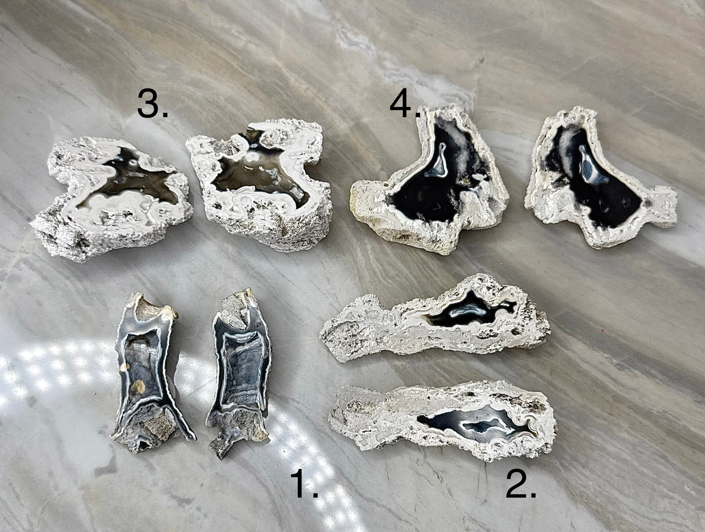 Agatized Coral from Florida