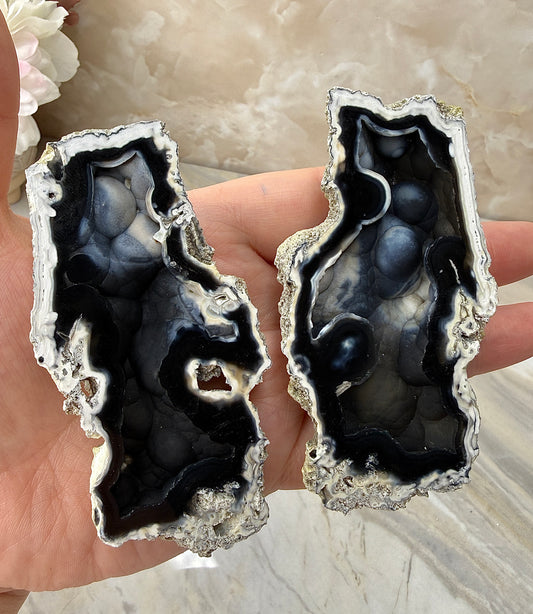 Agatized Coral Pair from Florida