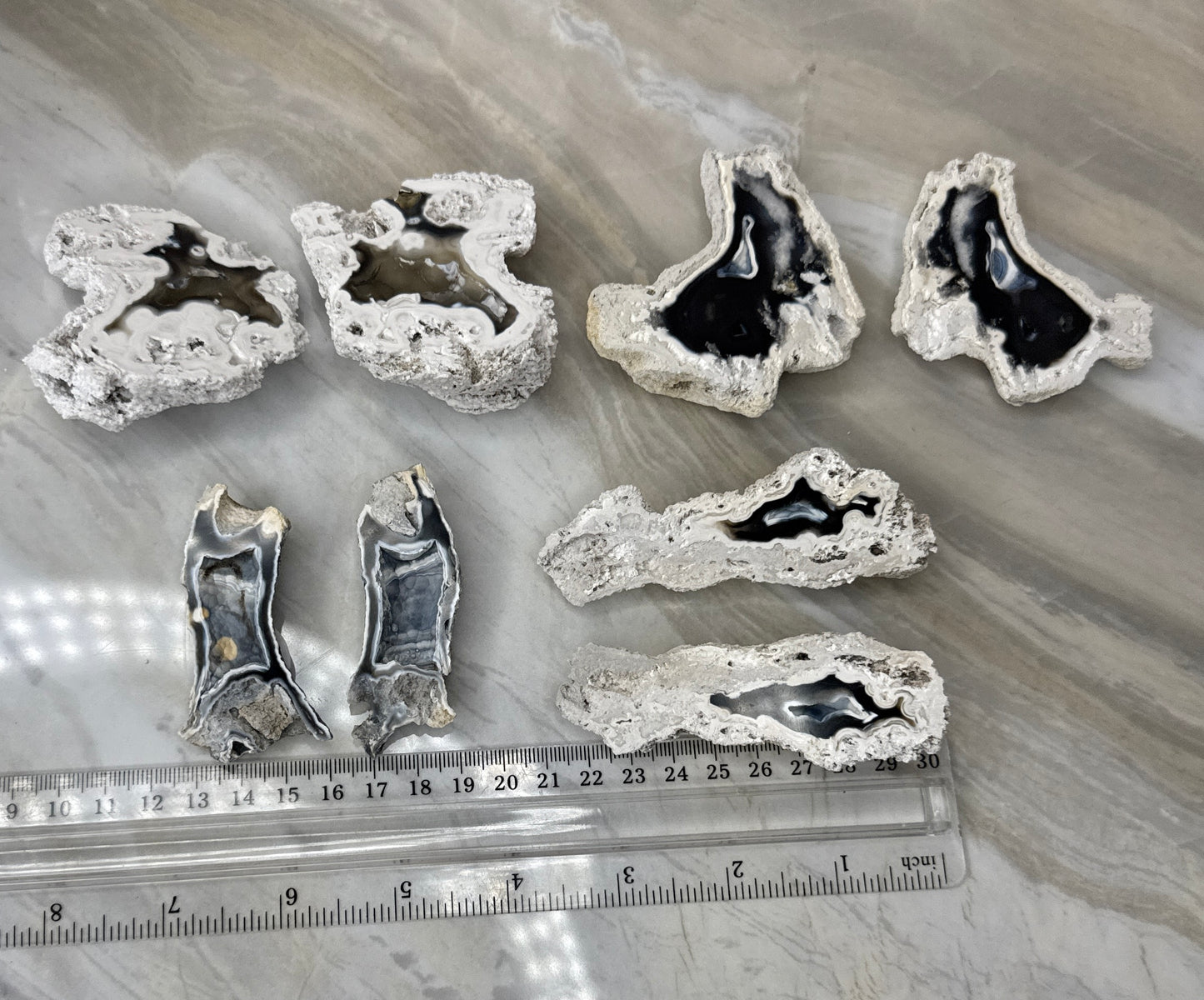 Agatized Coral from Florida