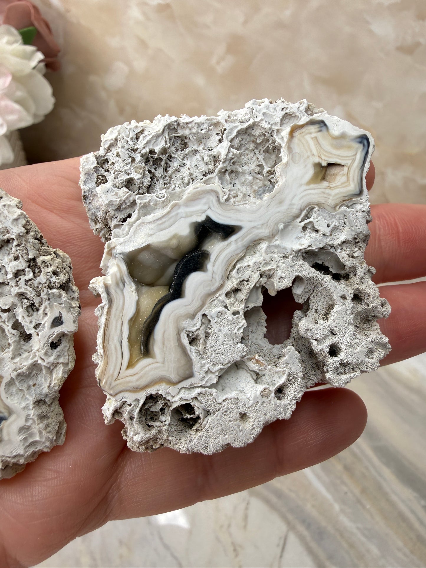 Agatized Coral Pair from Florida