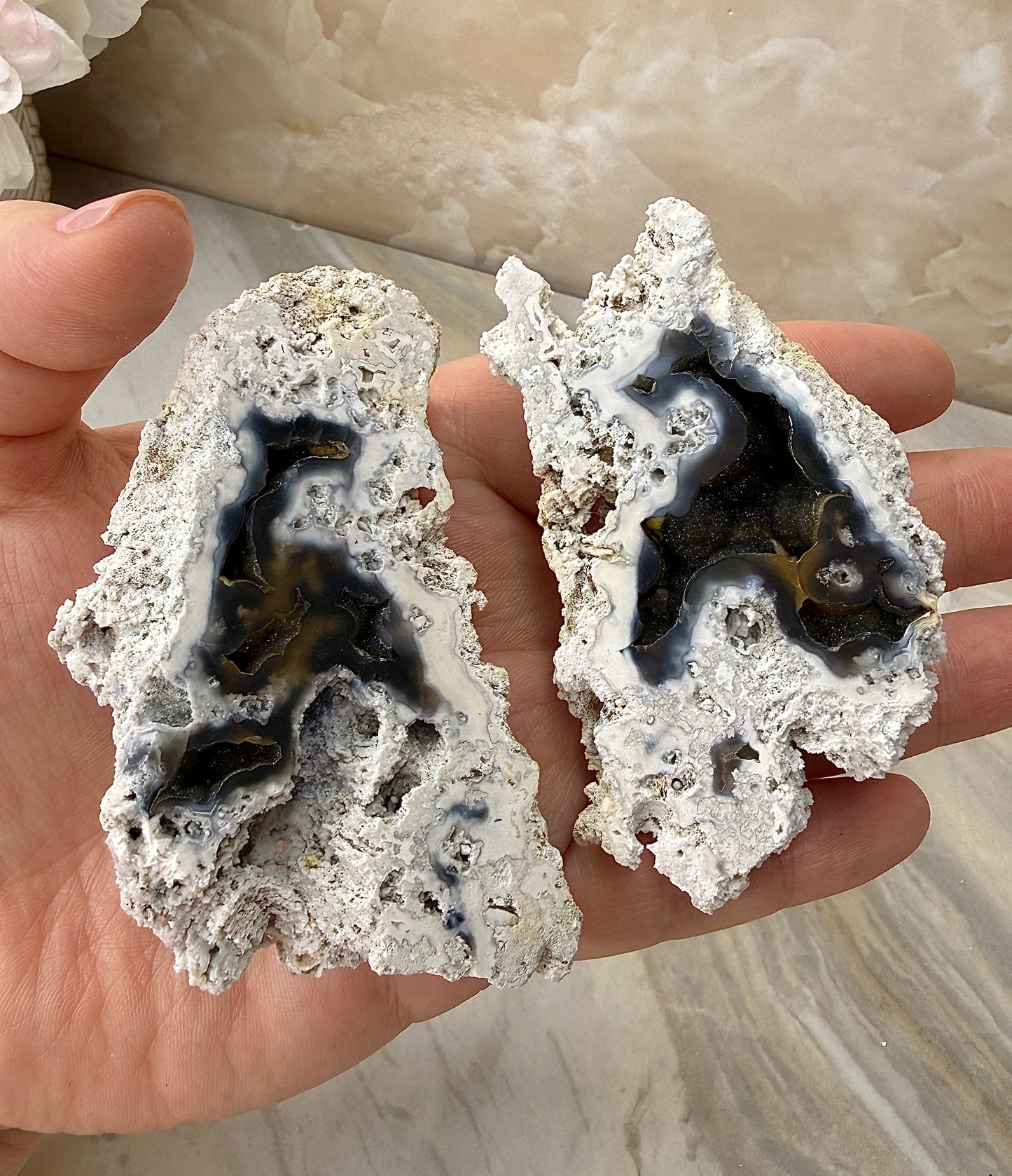 Agatized Coral Pair from Florida