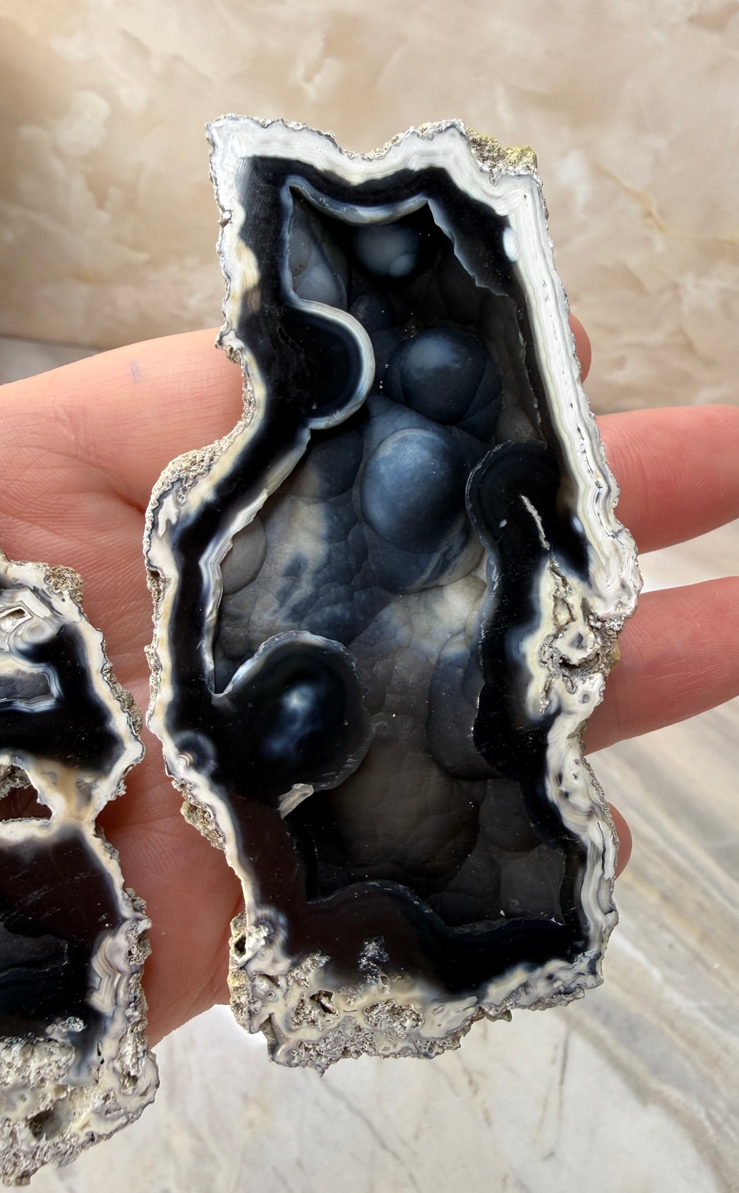 Agatized Coral Pair from Florida