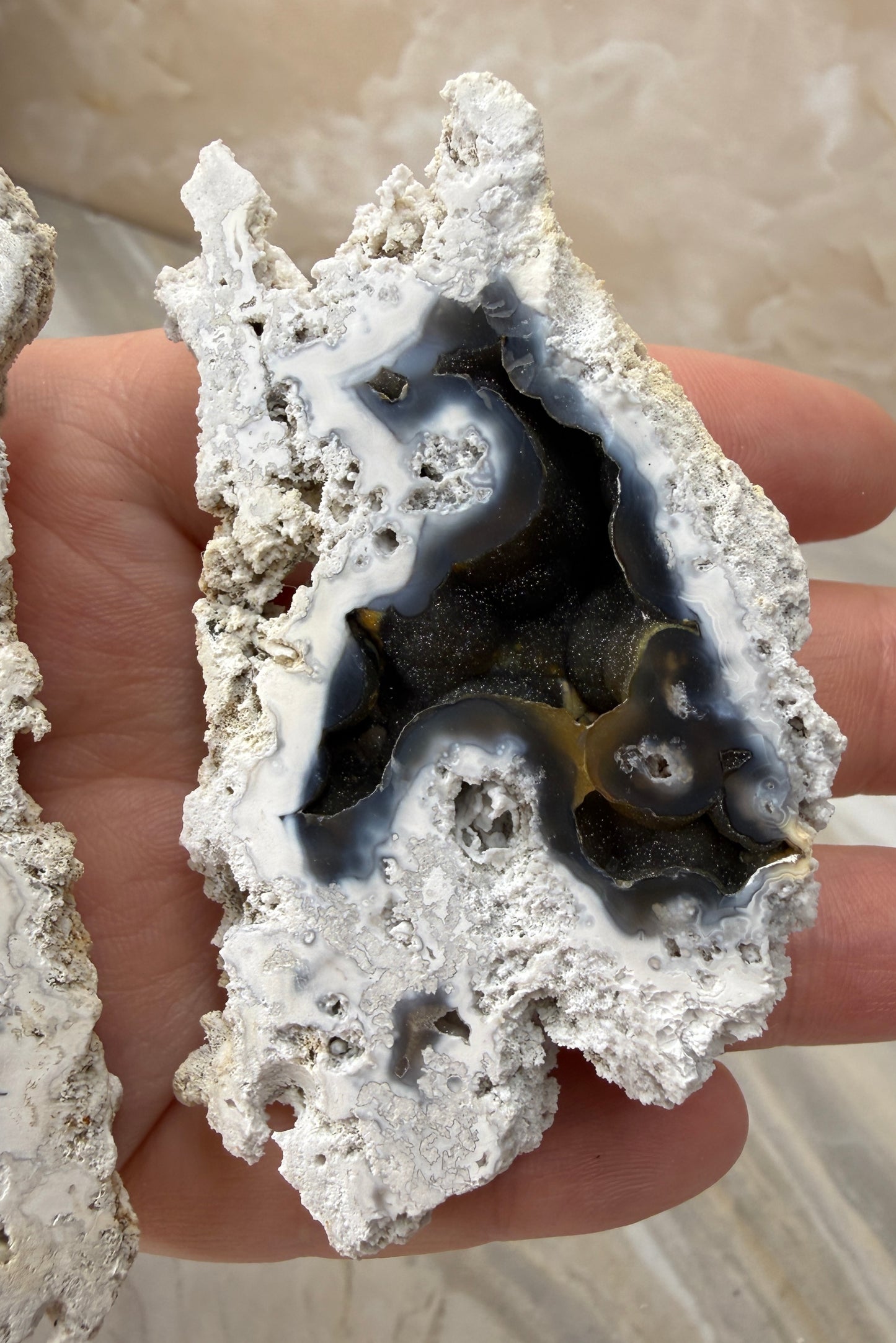 Agatized Coral Pair from Florida