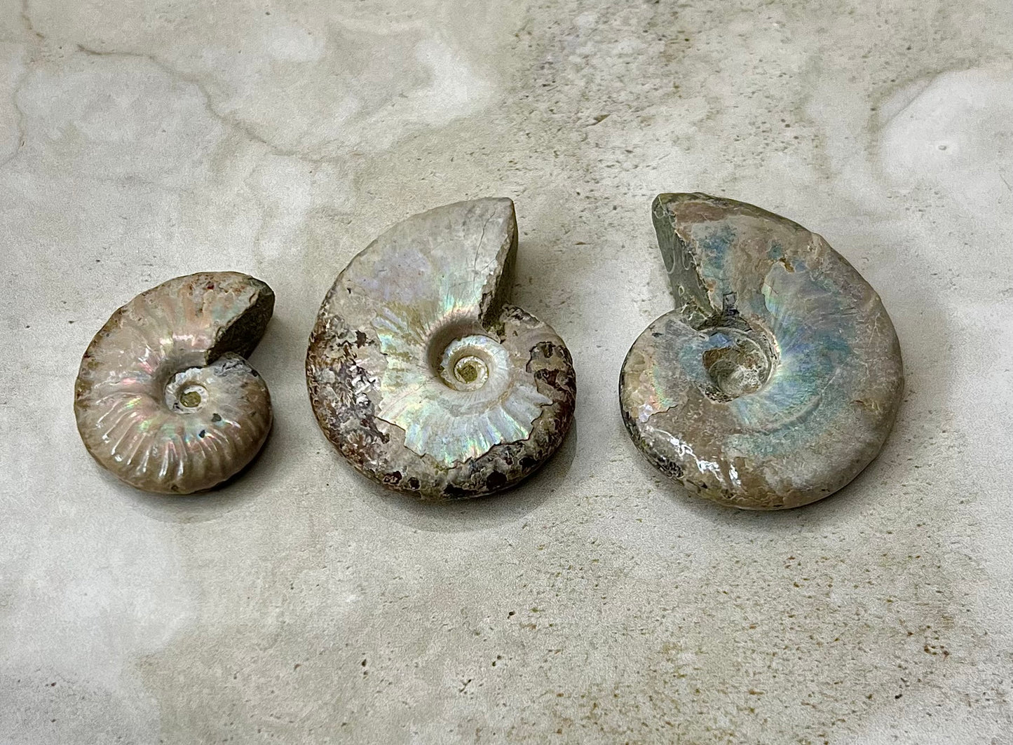 Ammonite Shells
