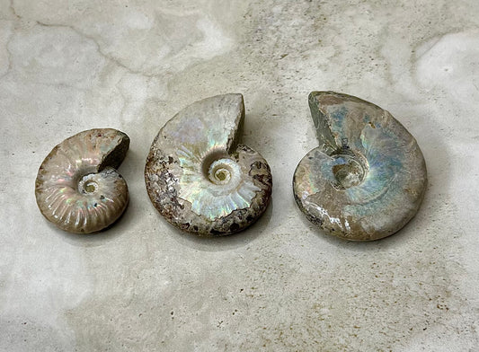 Ammonite Shells