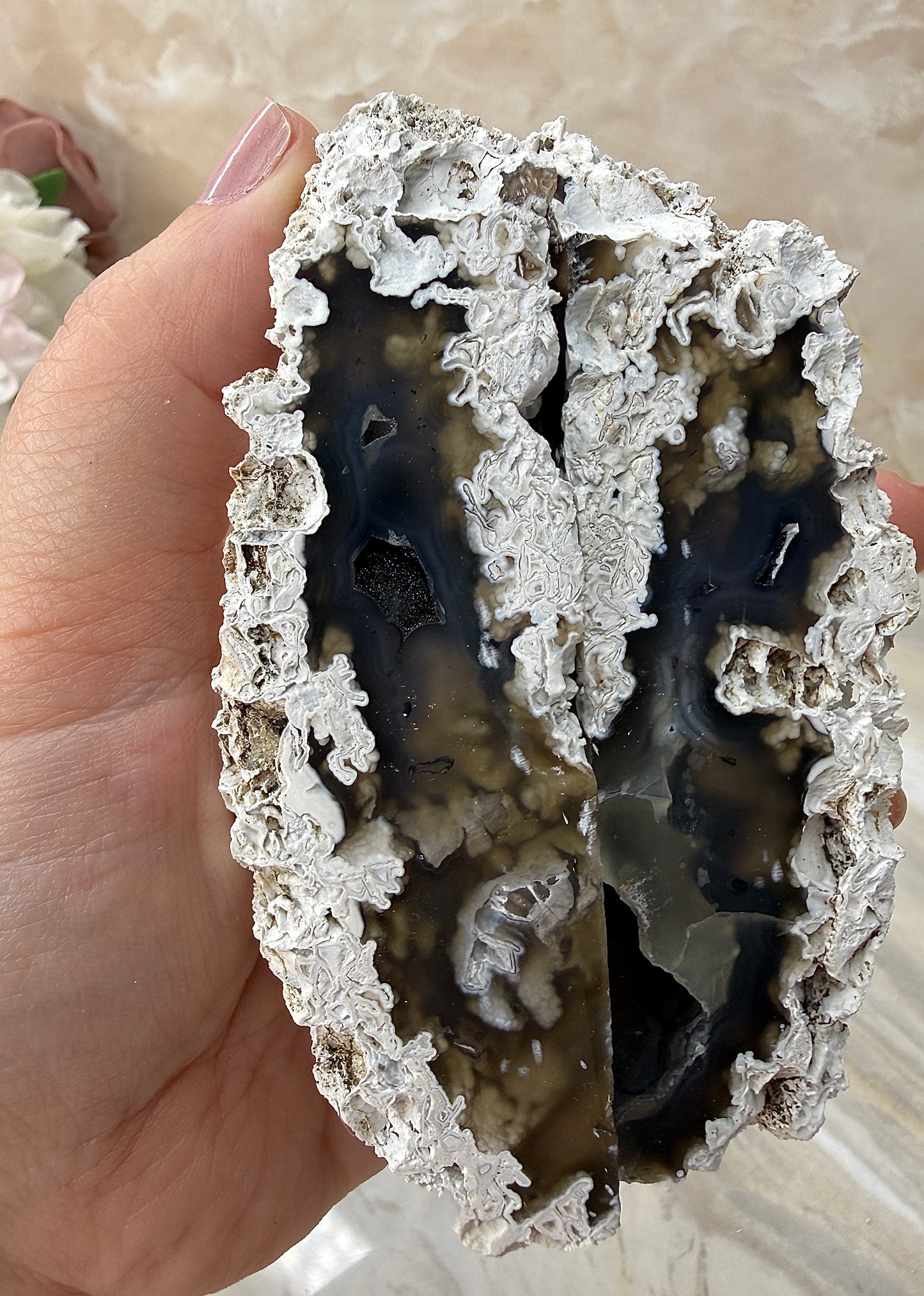 Agatized Coral Pair from Florida