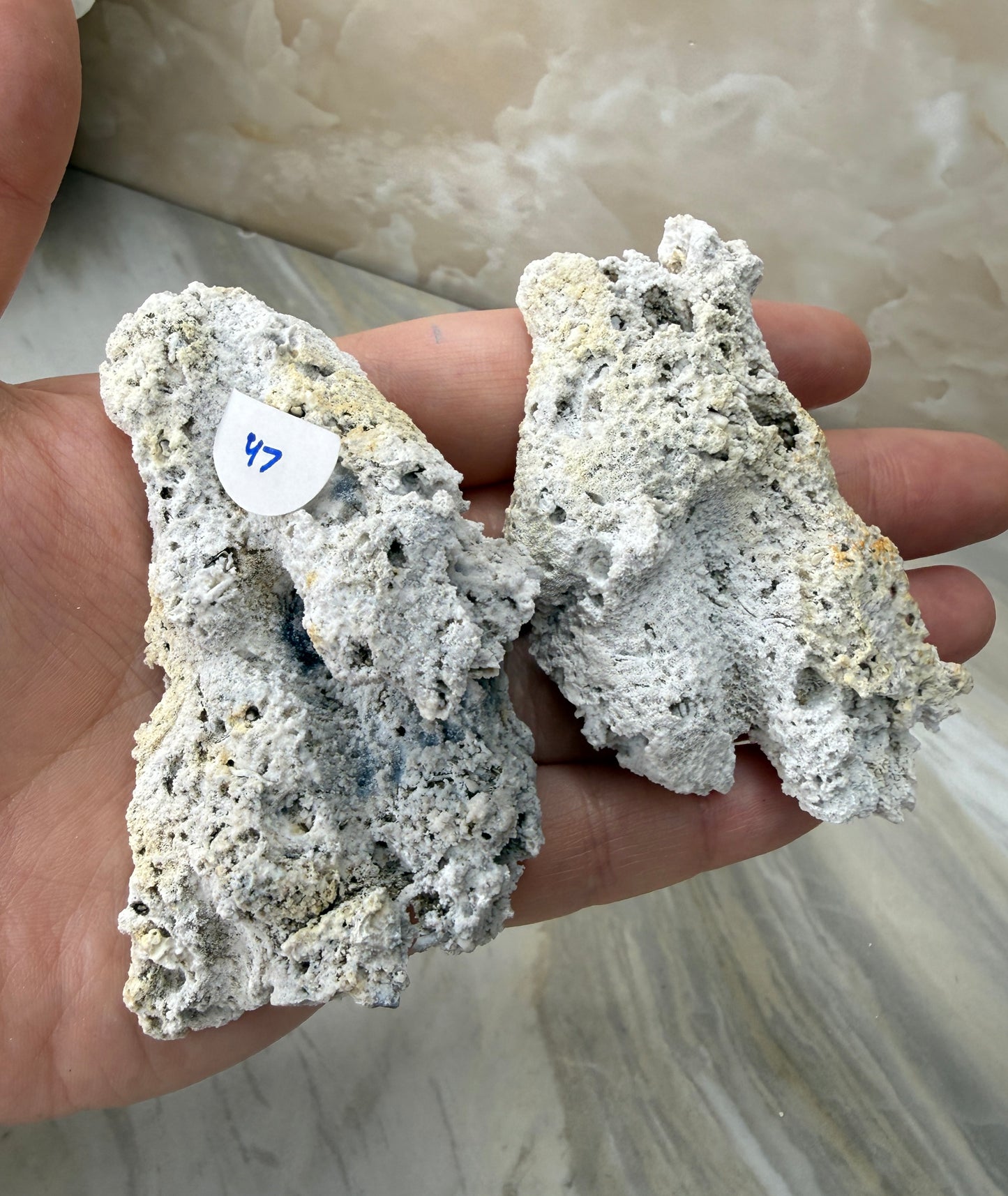 Agatized Coral Pair from Florida