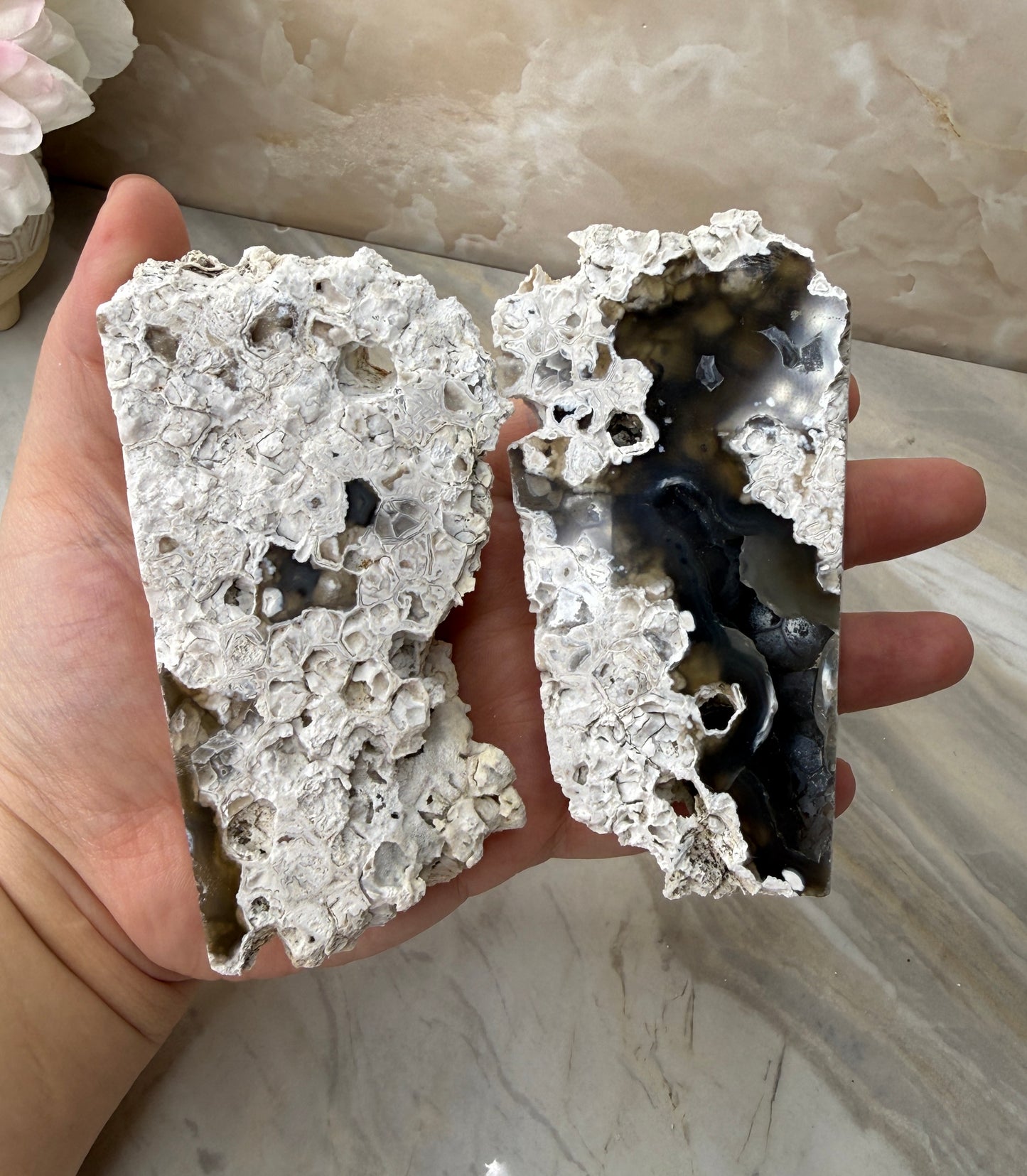 Agatized Coral Pair from Florida